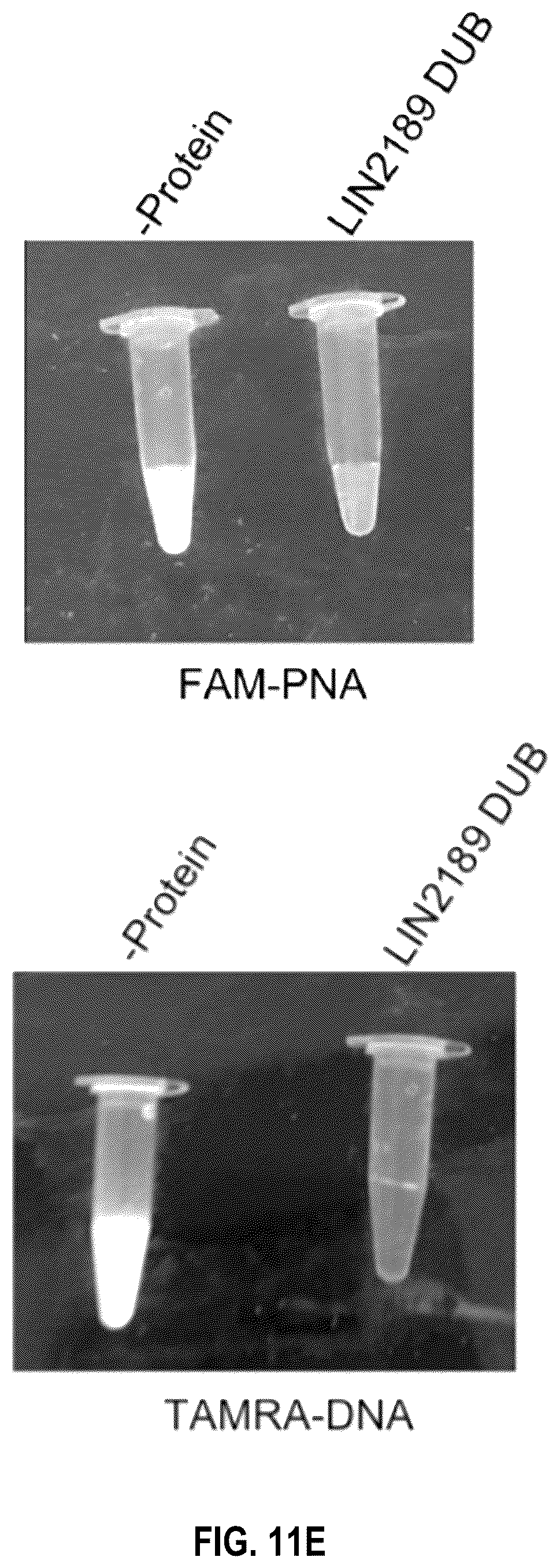 Patent US12104201 Figure 18 – Engineered gyri-like mutein aptamers, and related methods