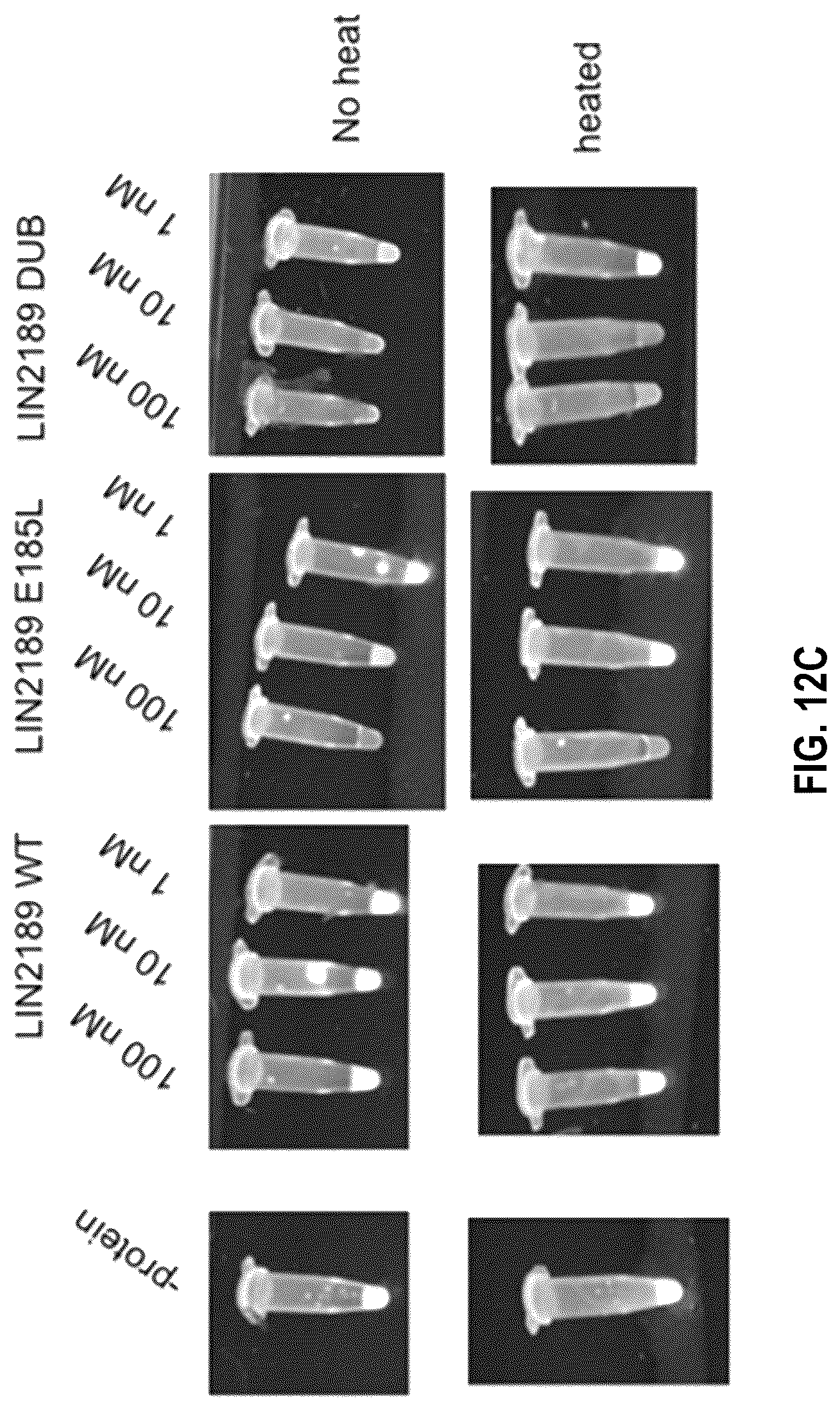 Patent US12104201 Figure 20 – Engineered gyri-like mutein aptamers, and related methods