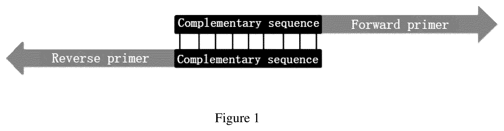 Patent US12104205 Figure 1 – PCR primer pair and application thereof