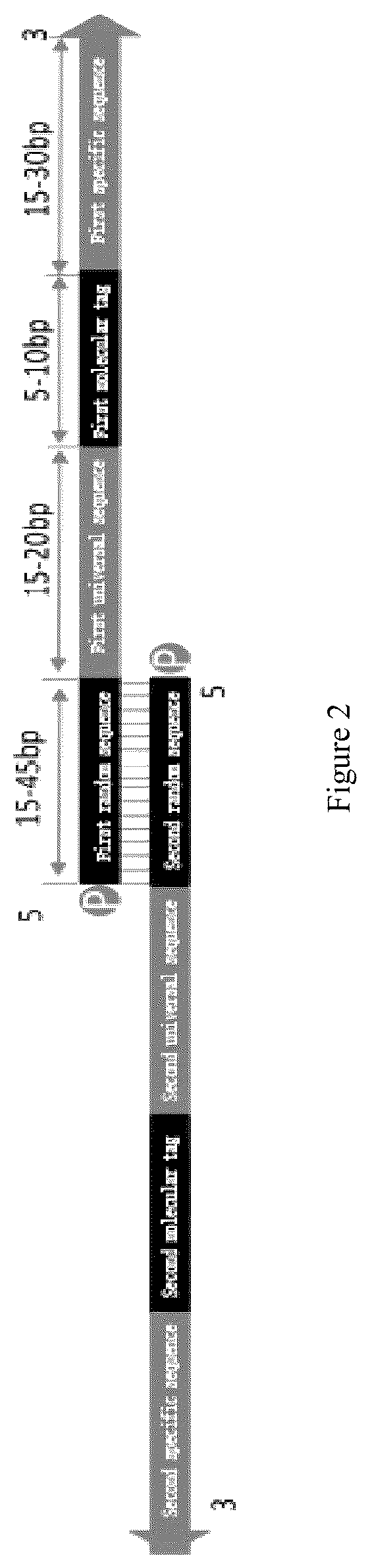 Patent US12104205 Figure 2 – PCR primer pair and application thereof