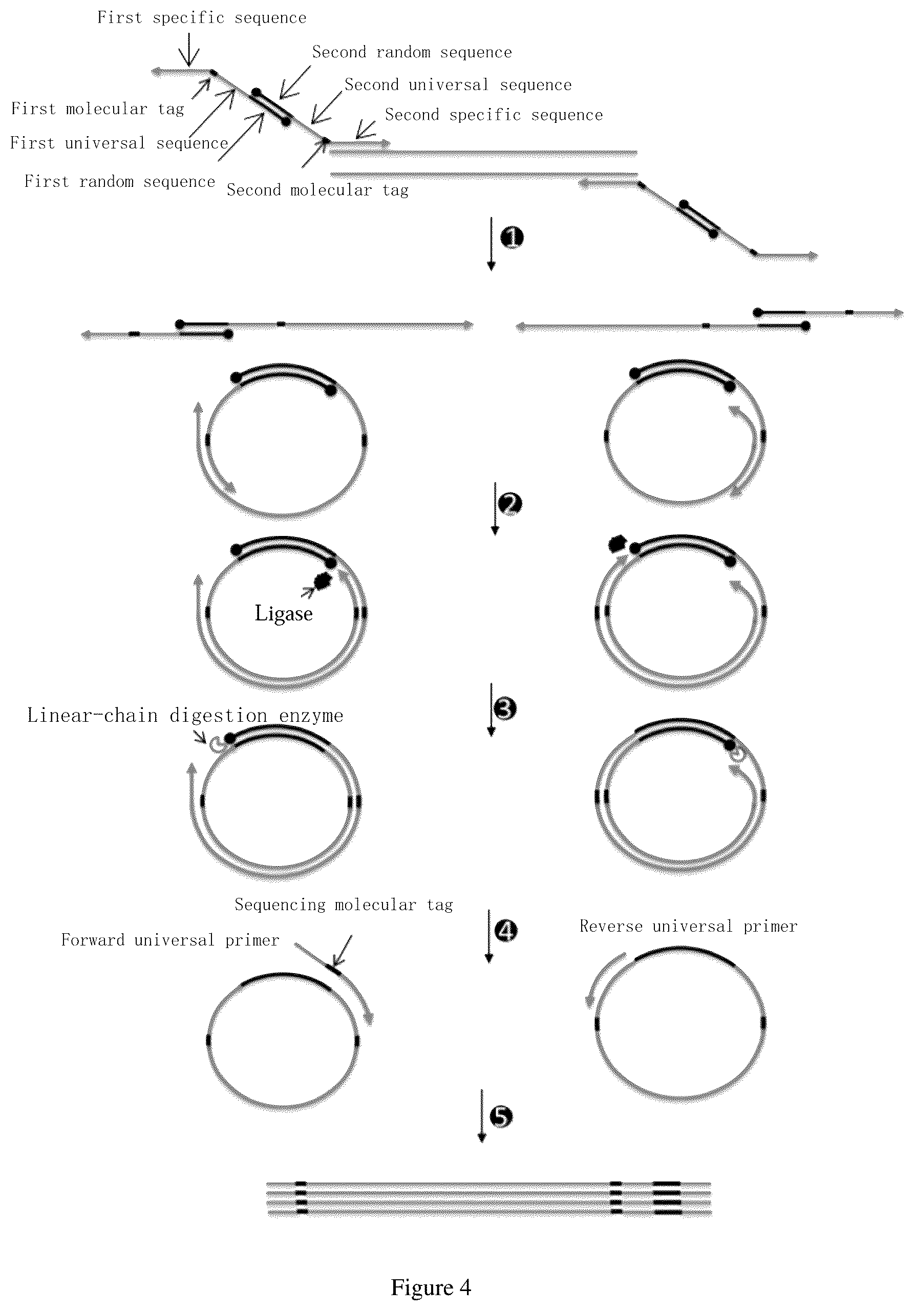 Patent US12104205 Figure 4 – PCR primer pair and application thereof