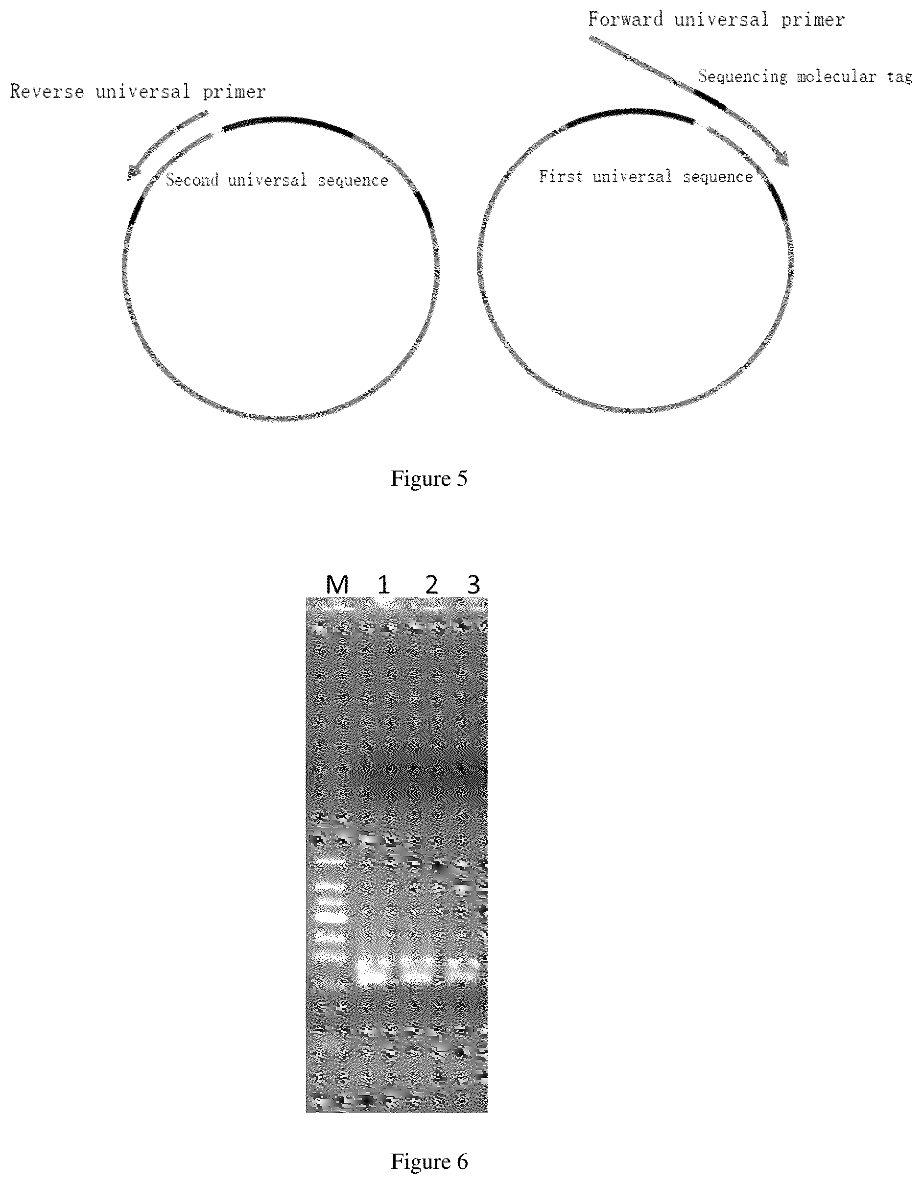 Patent US12104205 Figure 5 – PCR primer pair and application thereof