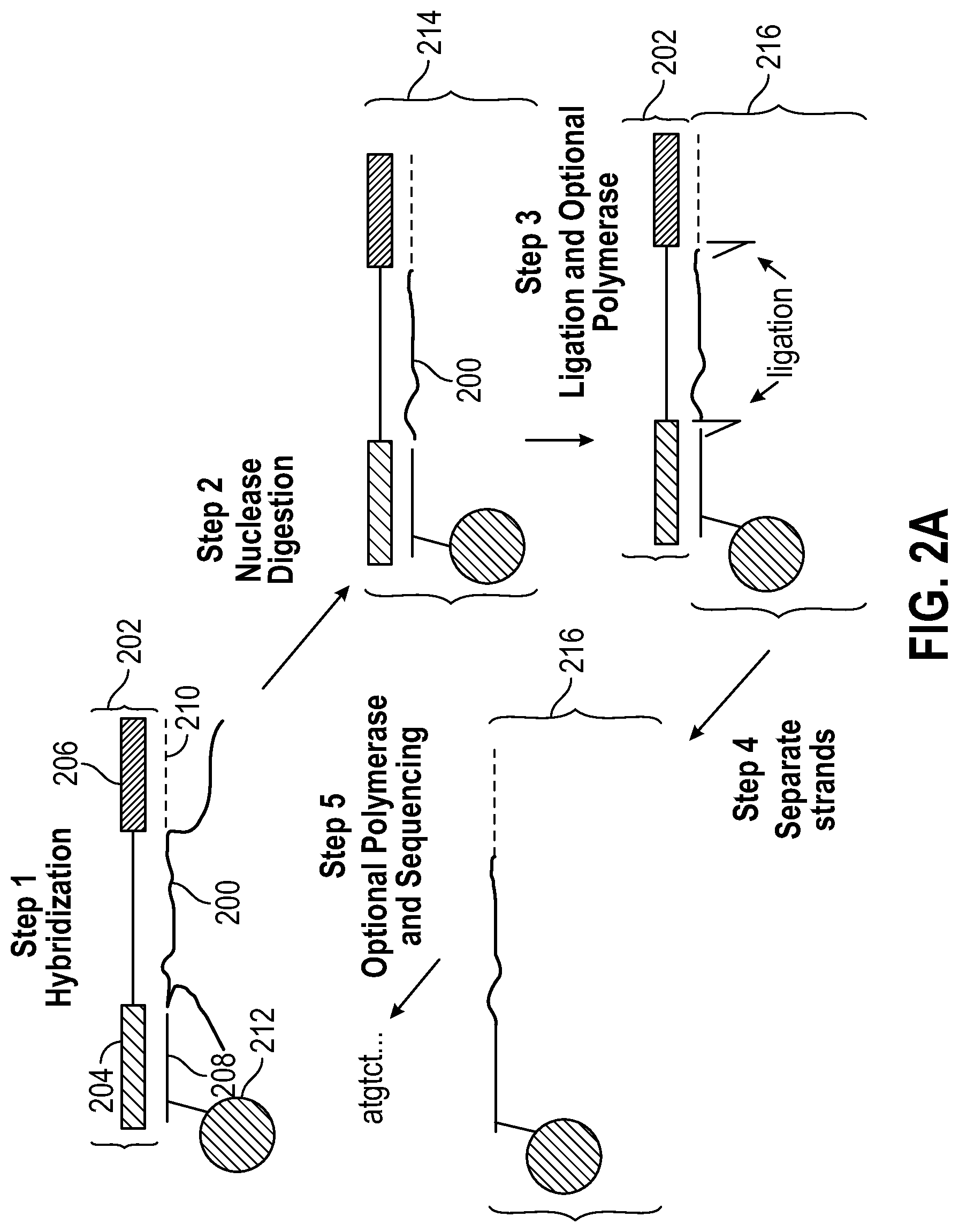 Patent US12104206 Figure 2 – Method of direct target sequencing using nuclease protection