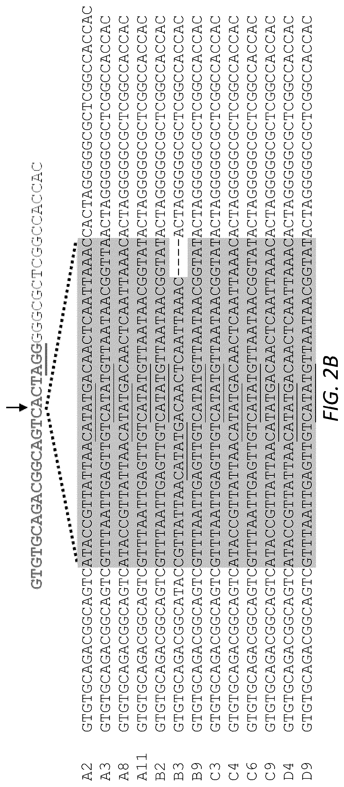 Patent US12104207 Figure 3 – Genomewide unbiased identification of DSBs evaluated by sequencing (GUIDE-Seq)