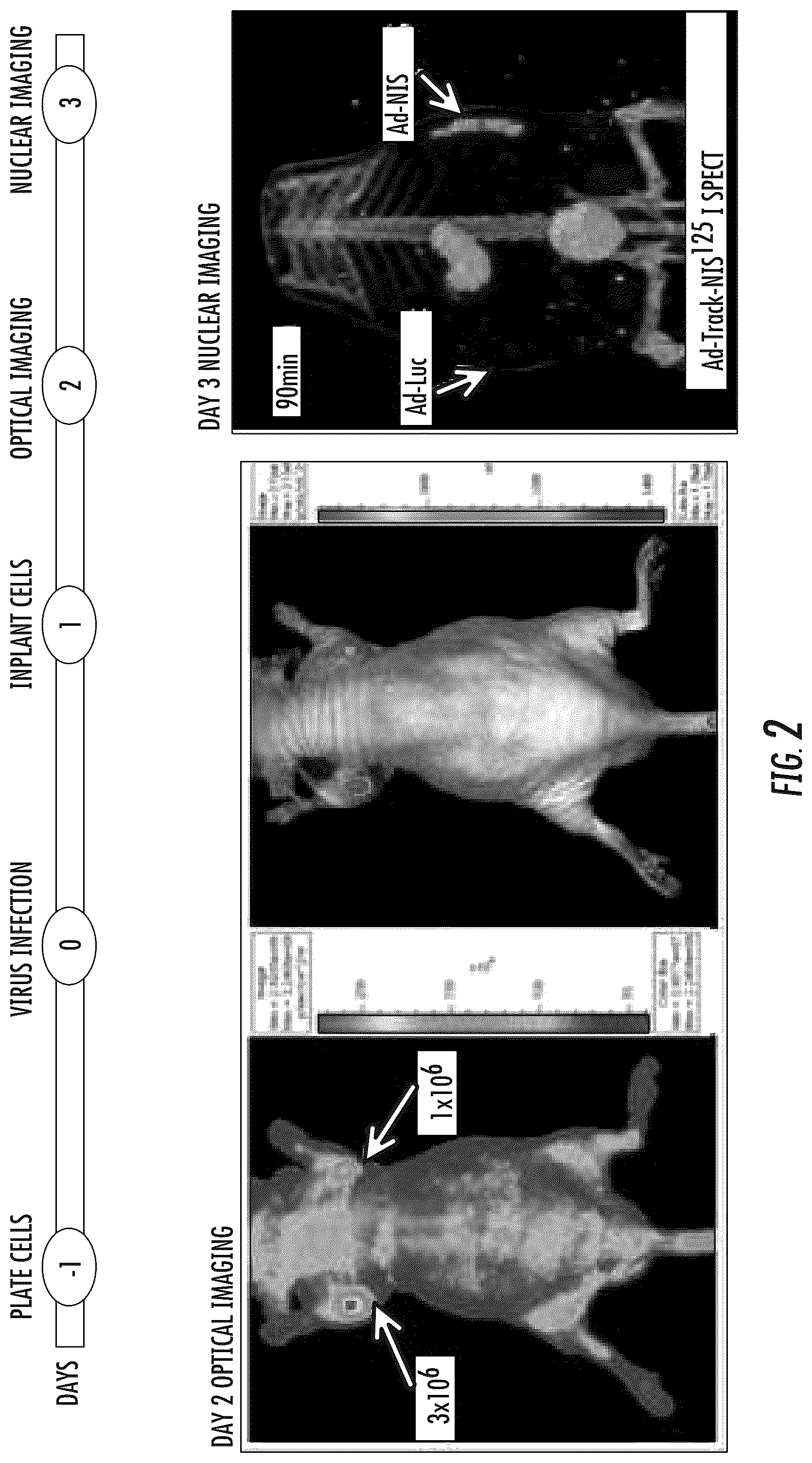 Patent US12104214 Figure 2 – PSMA-based molecular-genetic reporter system