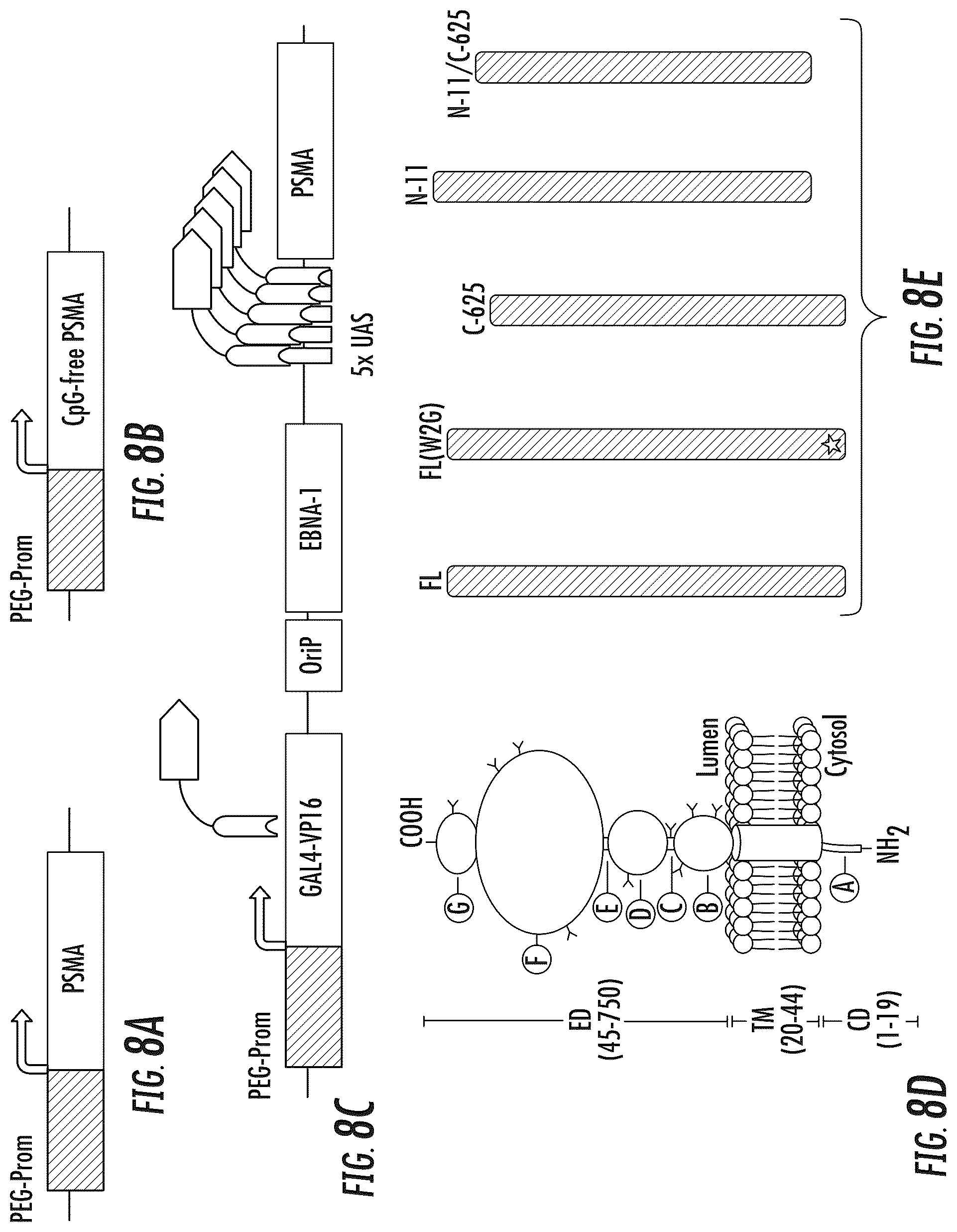Patent US12104214 Figure 11 – PSMA-based molecular-genetic reporter system