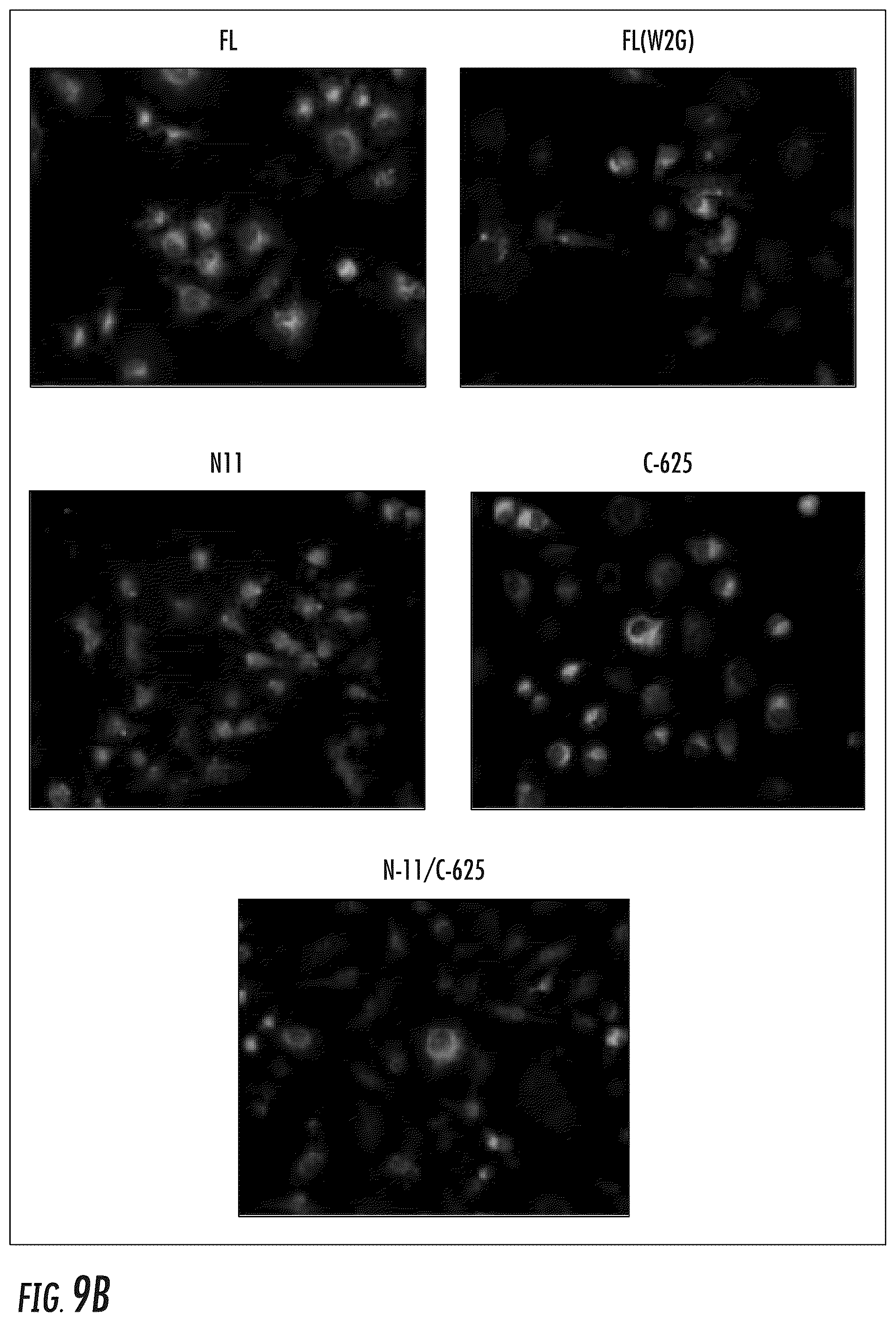 Patent US12104214 Figure 13 – PSMA-based molecular-genetic reporter system