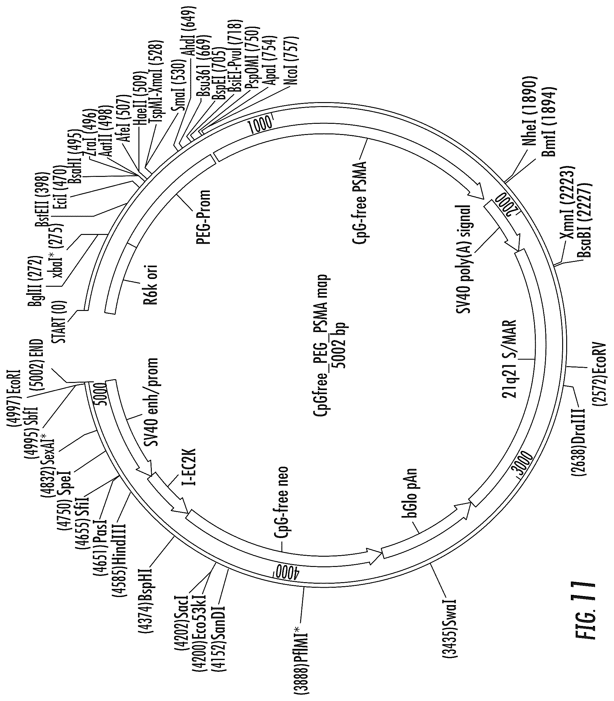 Patent US12104214 Figure 15 – PSMA-based molecular-genetic reporter system