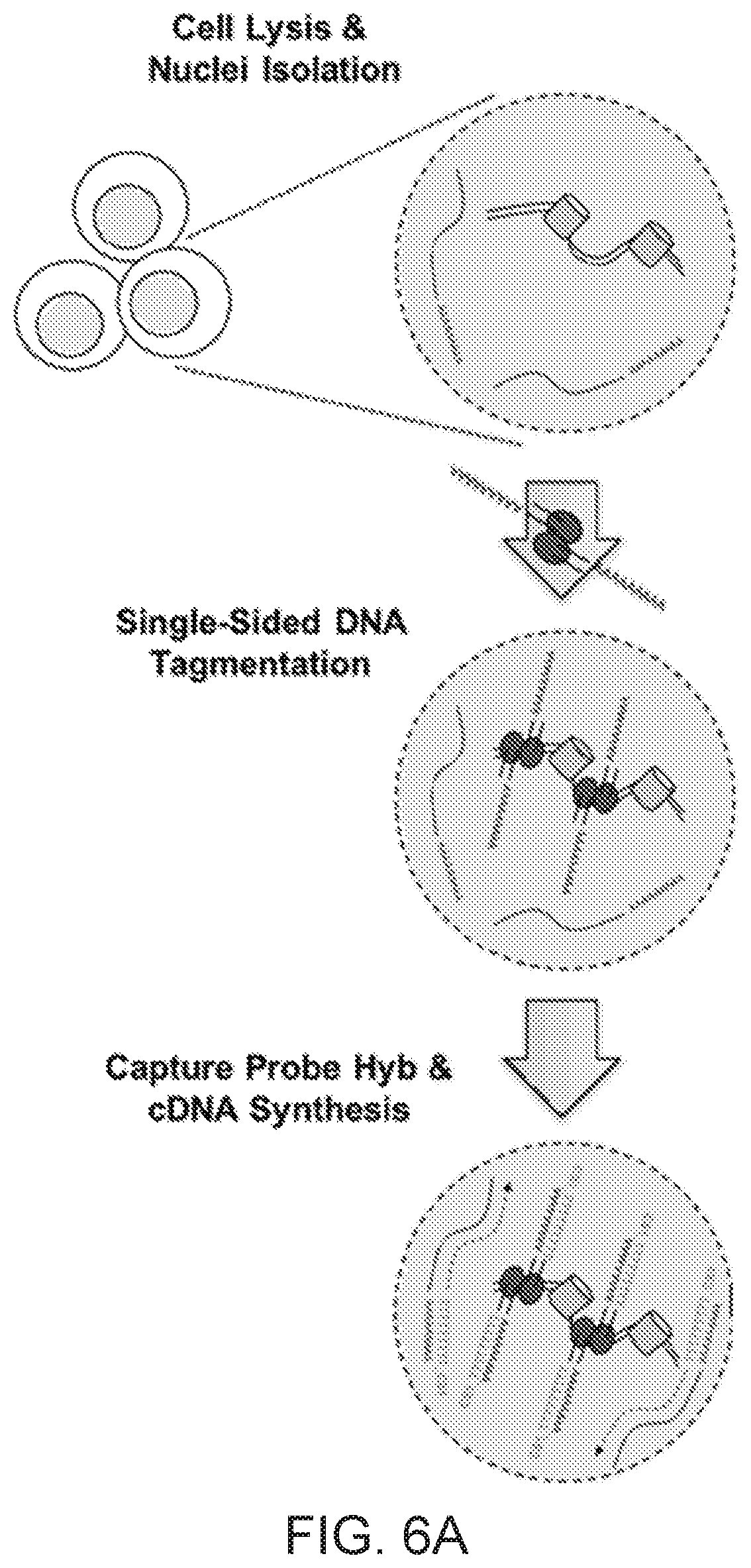 Patent US12104281 Figure 8 – Analysis of multiple analytes using a single assay