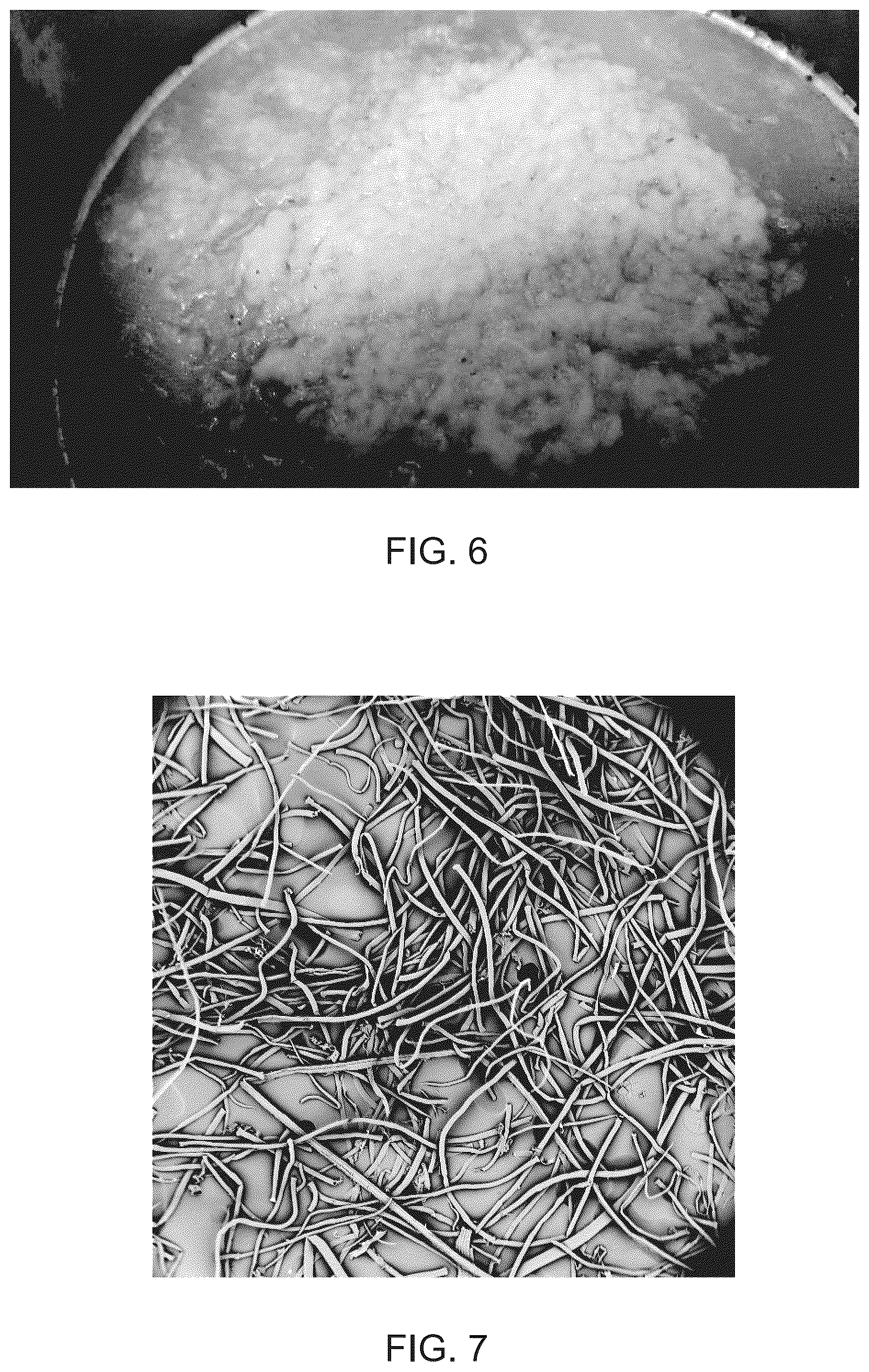 Patent US12104320 Figure 6 – Enzymatic and acid methods for individualizing trichomes