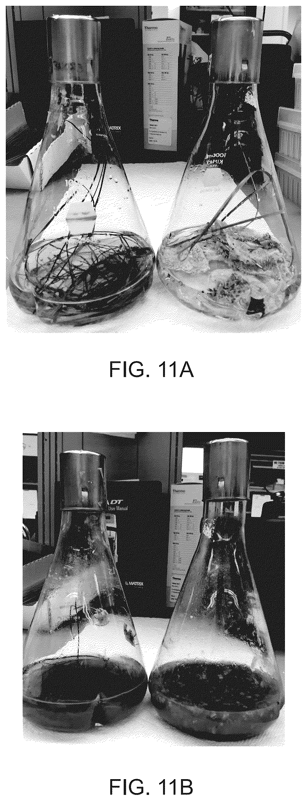 Patent US12104320 Figure 11 – Enzymatic and acid methods for individualizing trichomes