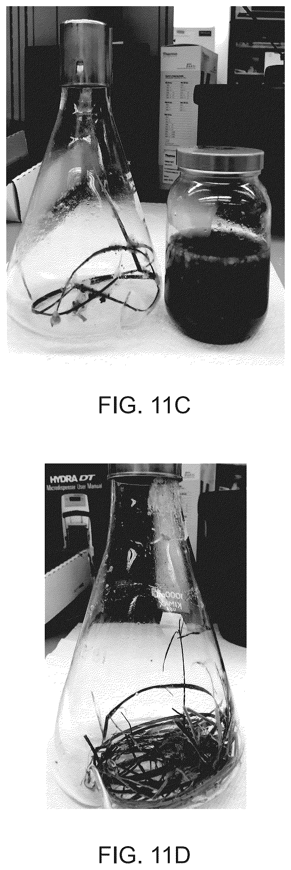 Patent US12104320 Figure 12 – Enzymatic and acid methods for individualizing trichomes