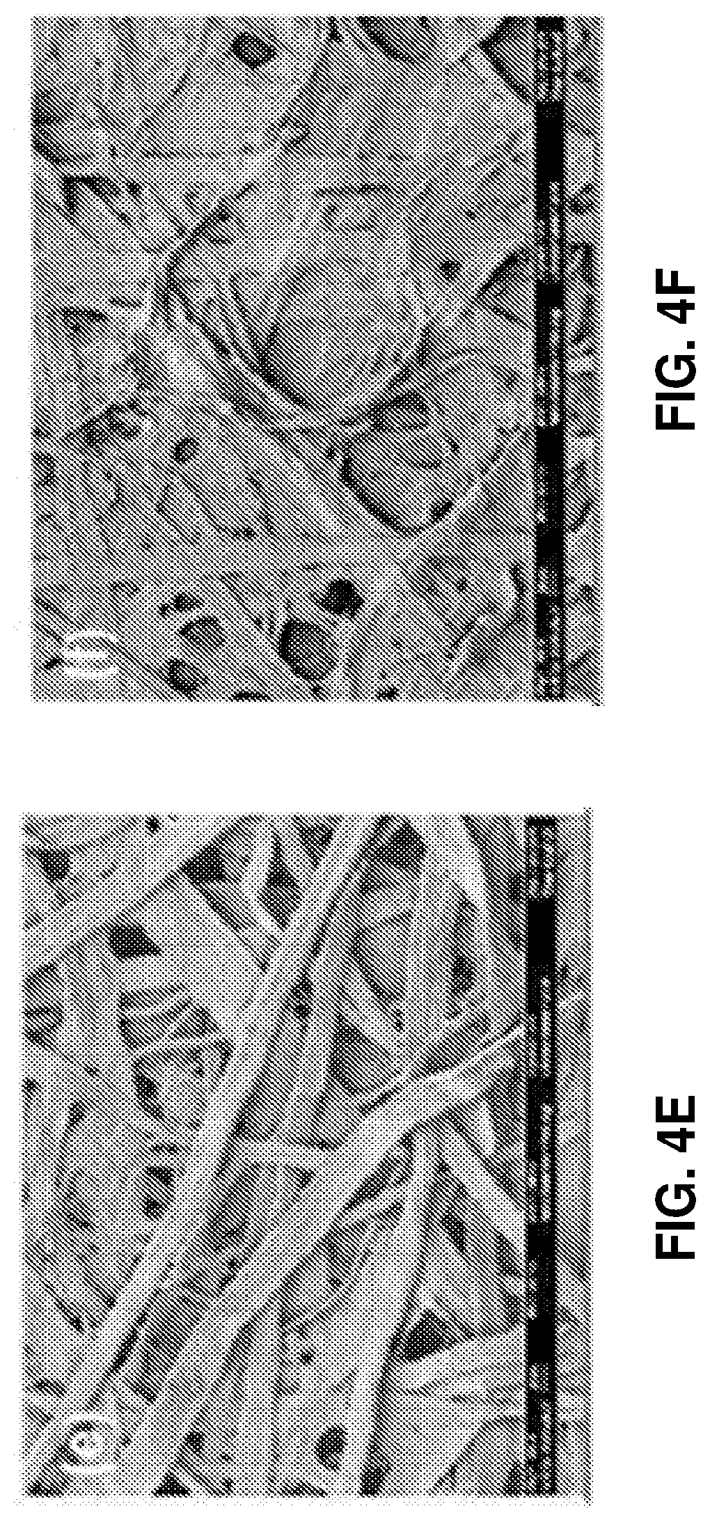 Patent US12104324 Figure 7 – Paper products and pulps with surface enhanced pulp fibers and increased absorbency, and methods of making same