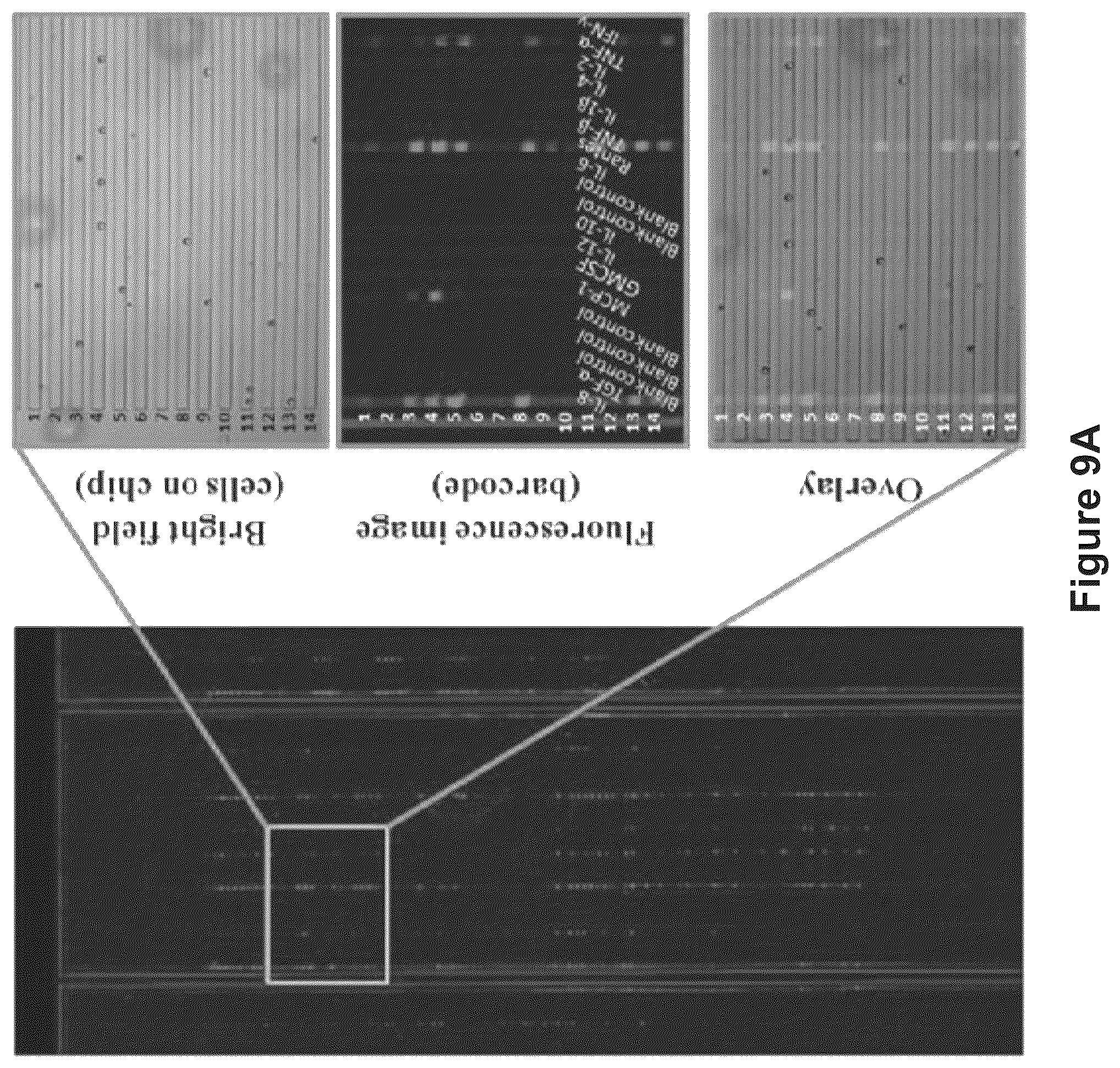 Patent US12105086 Figure 13 – System, device and method for high-throughput multi-plexed detection