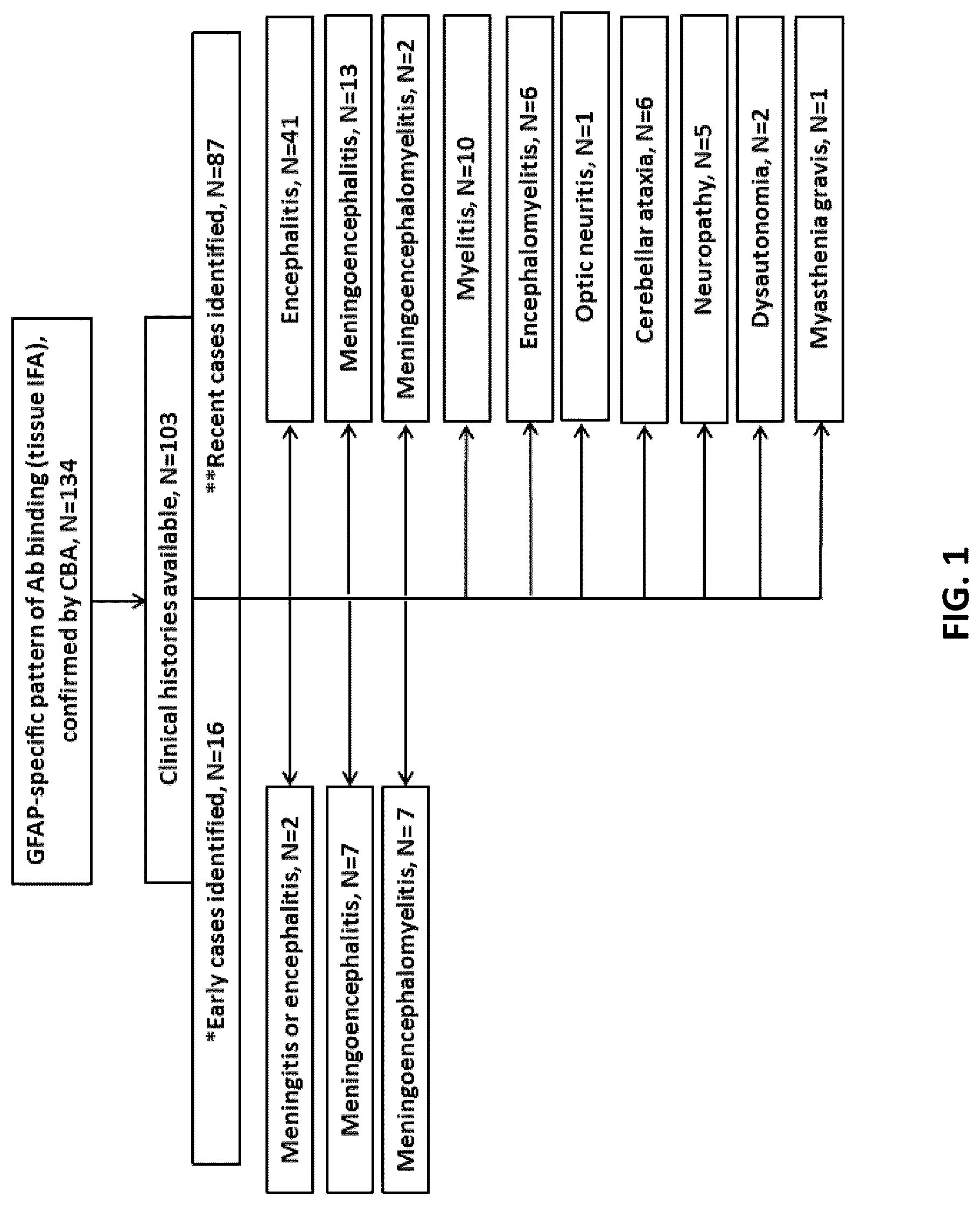 Patent US12105088 Figure 1 – Methods and materials for identifying and treating autoimmune GFAP astrocytopathy