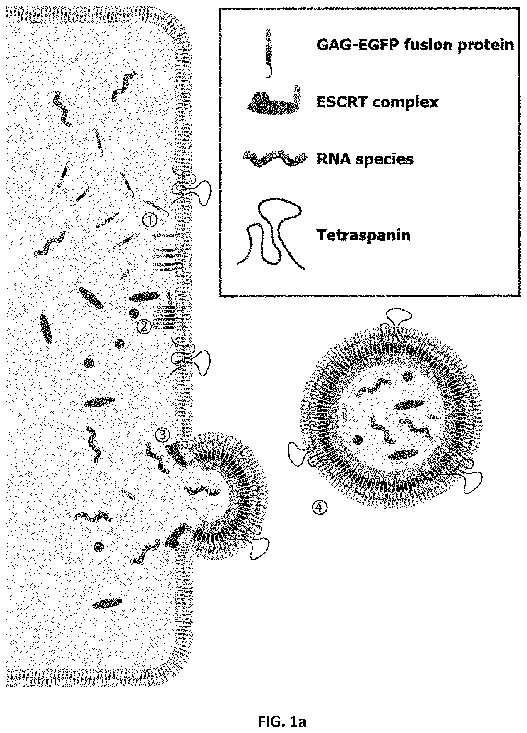 Patent US12105091 Figure 1 – Usages of recombinant extracellular vesicles