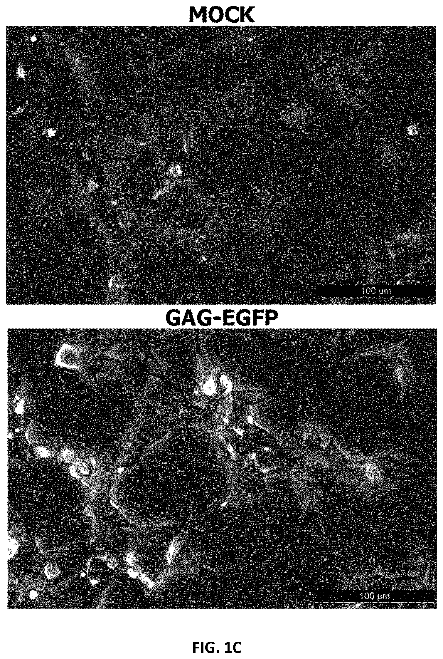 Patent US12105091 Figure 3 – Usages of recombinant extracellular vesicles