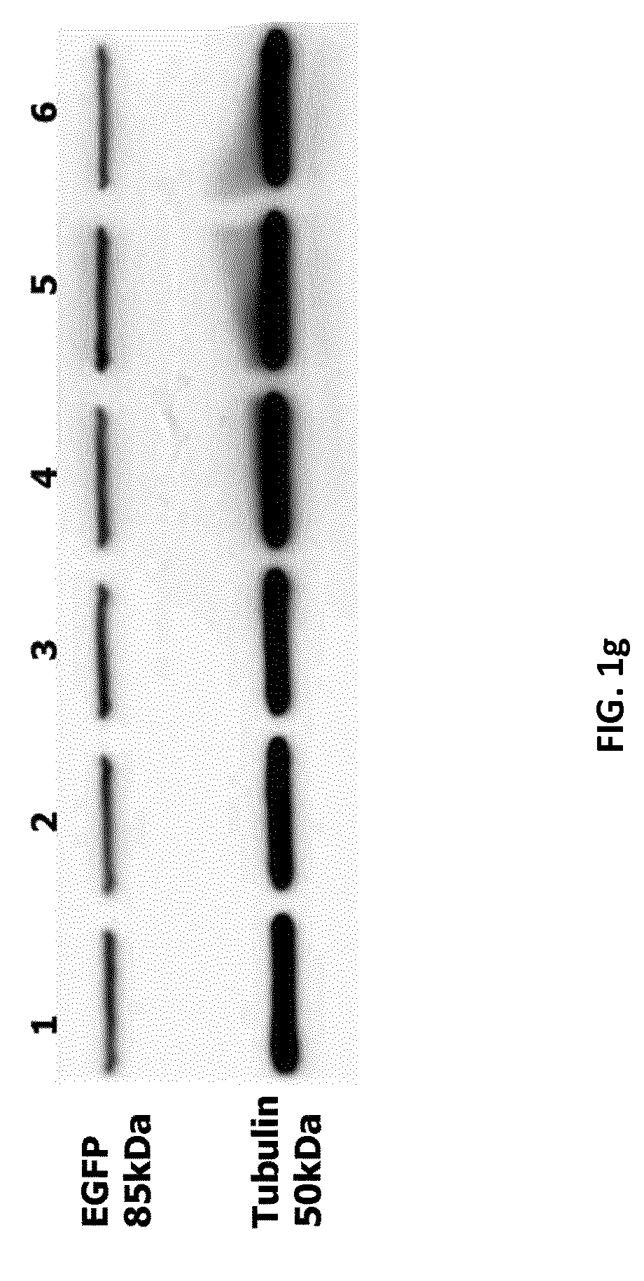 Patent US12105091 Figure 7 – Usages of recombinant extracellular vesicles