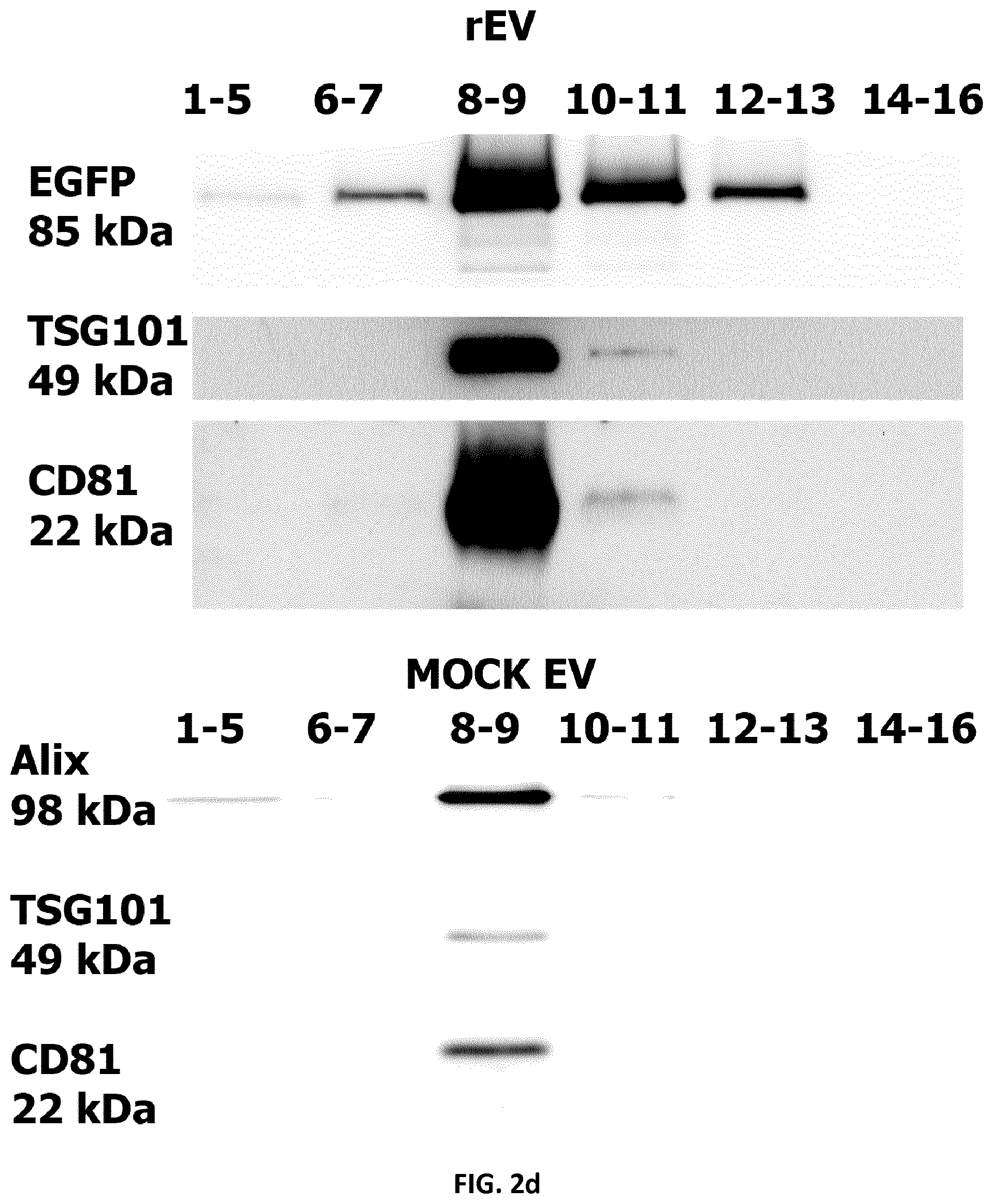 Patent US12105091 Figure 11 – Usages of recombinant extracellular vesicles