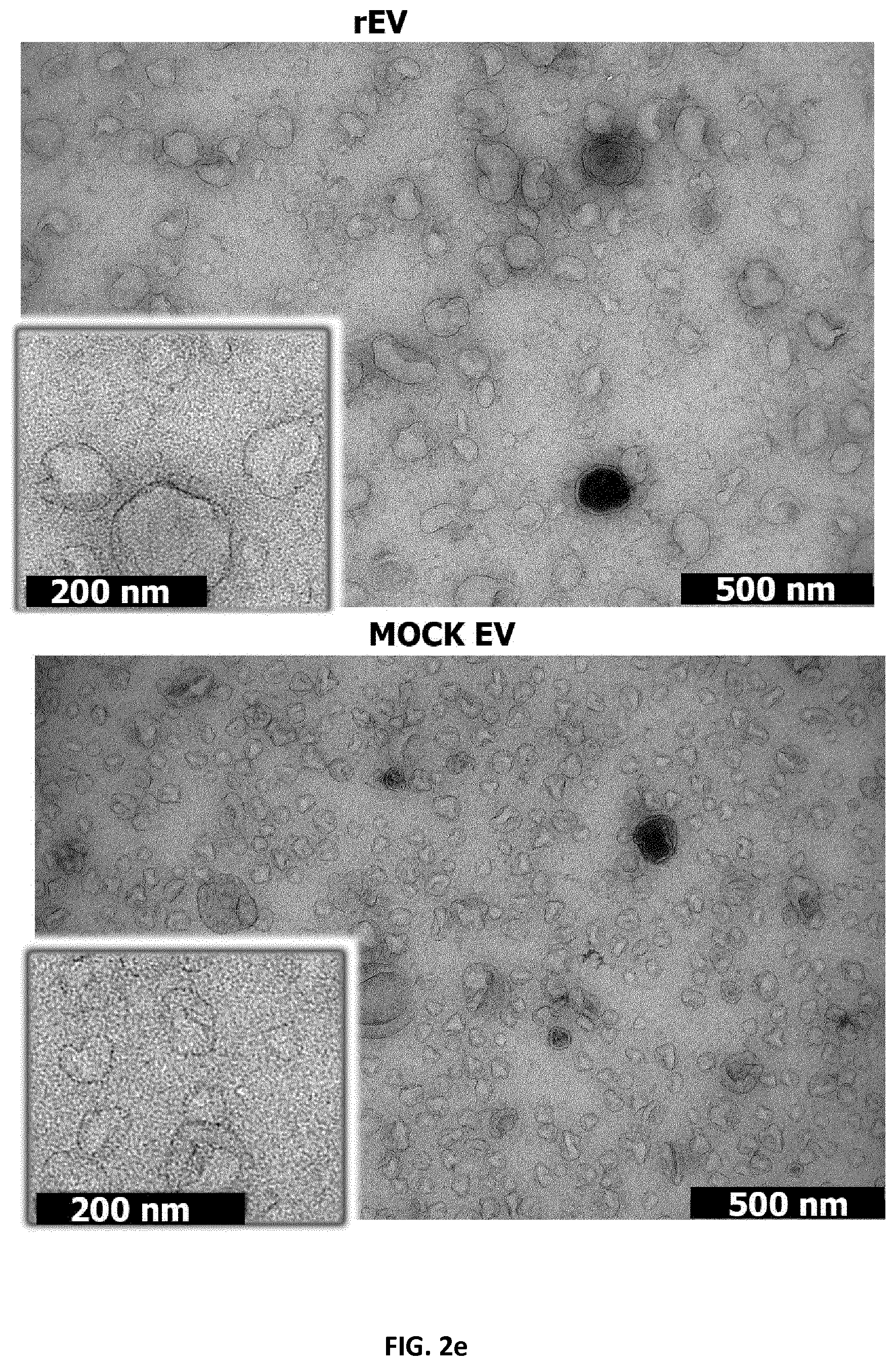 Patent US12105091 Figure 12 – Usages of recombinant extracellular vesicles