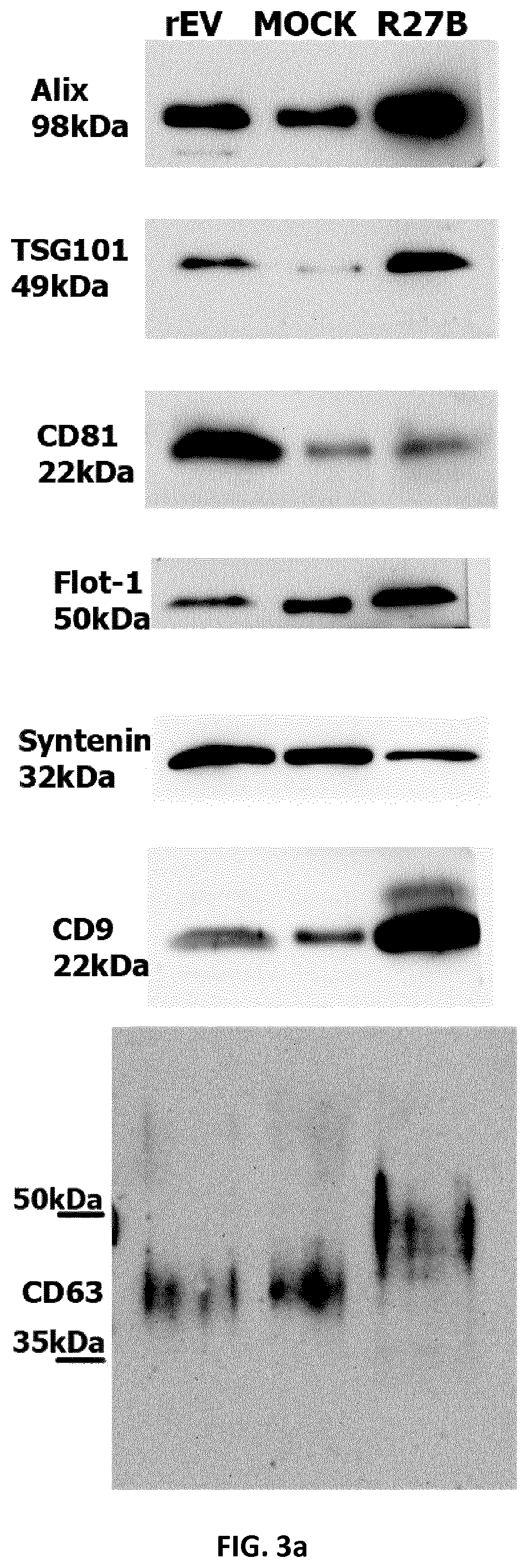 Patent US12105091 Figure 15 – Usages of recombinant extracellular vesicles