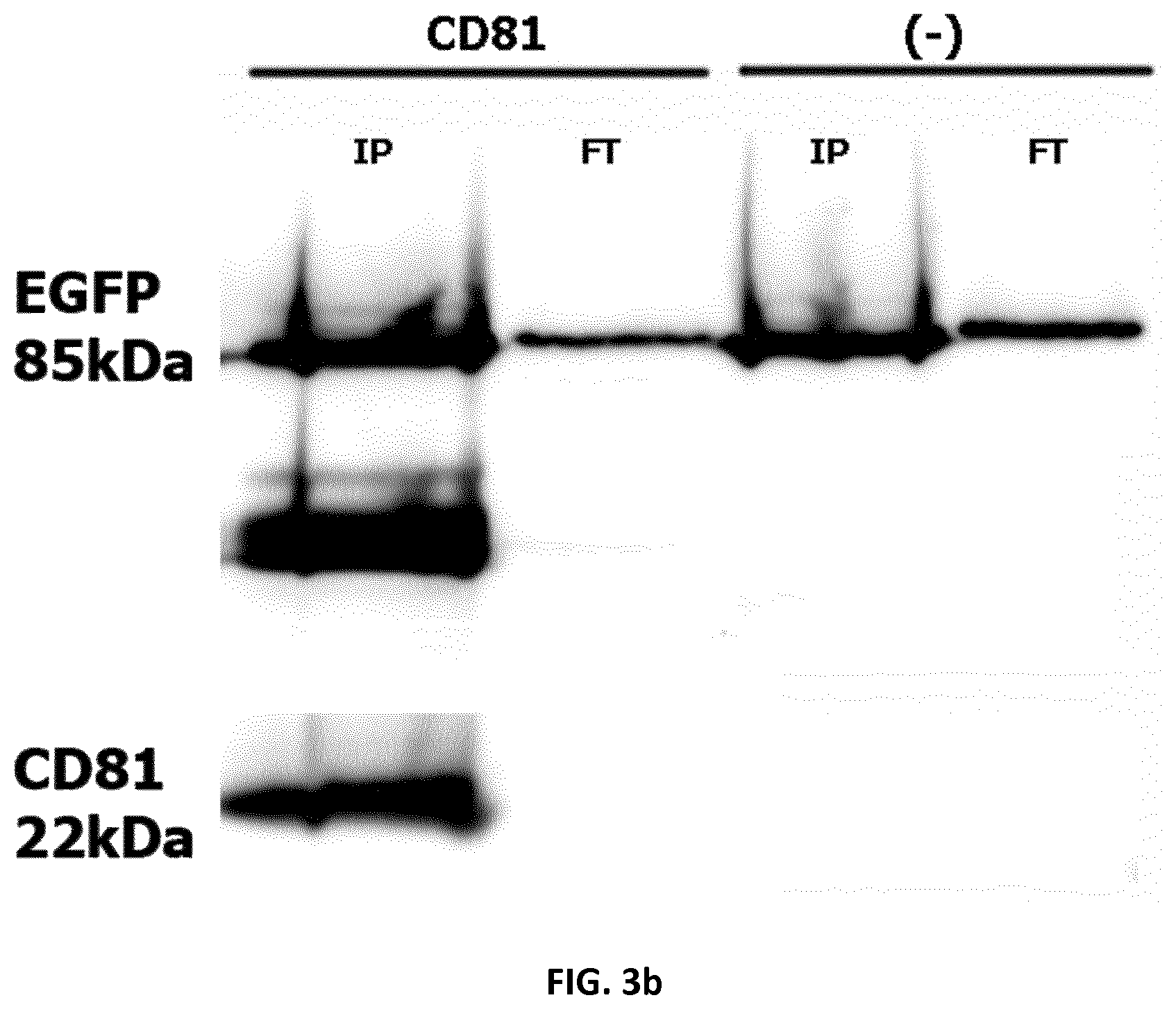 Patent US12105091 Figure 16 – Usages of recombinant extracellular vesicles