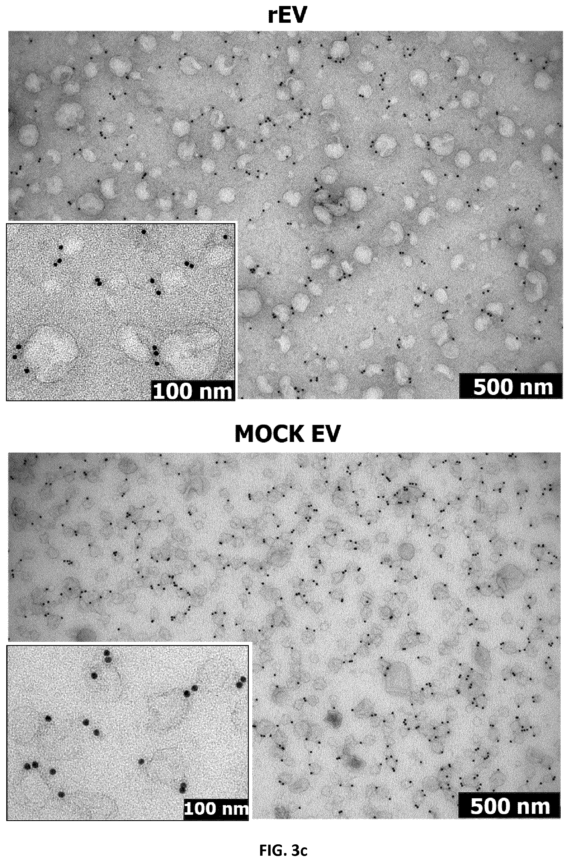 Patent US12105091 Figure 17 – Usages of recombinant extracellular vesicles