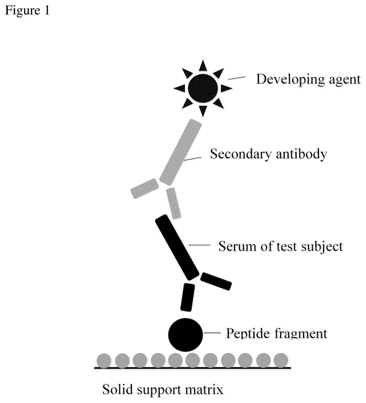 Patent US12105097 Figure 1 – Rheumatoid arthritis auto-antibody-bound peptide and application thereof