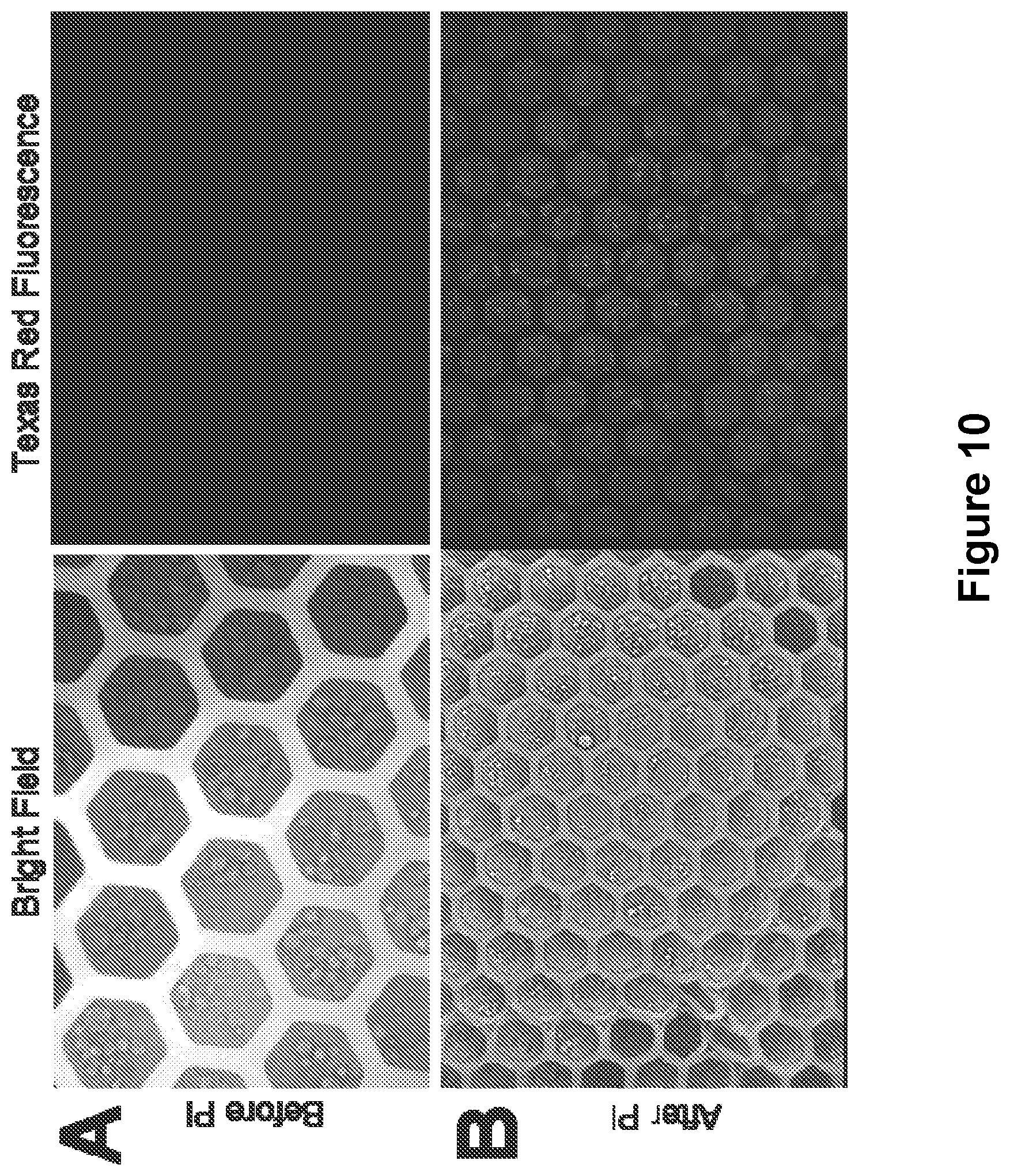 Patent US12105108 Figure 10 – Scalable bio-element analysis