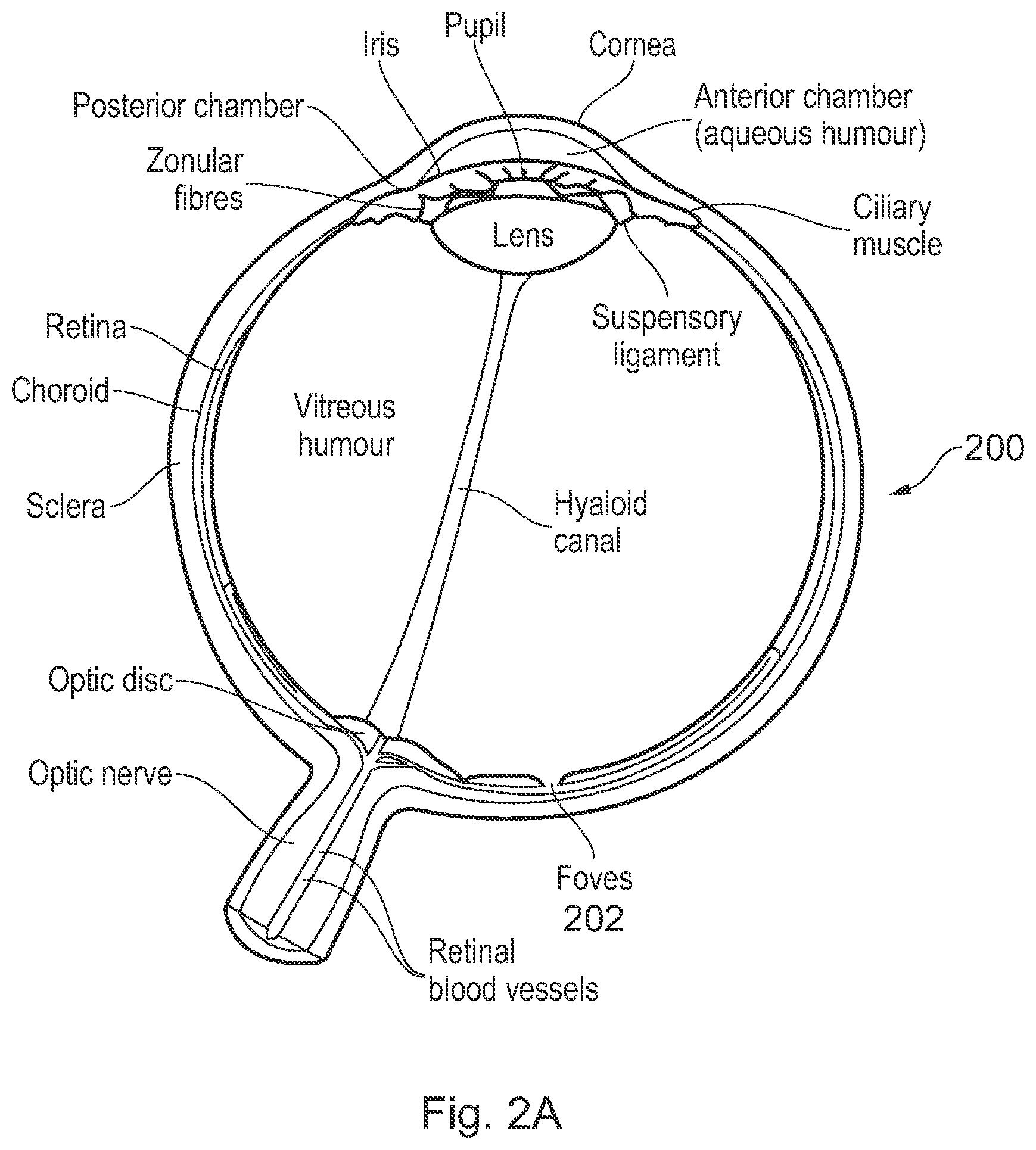 Patent US12106501 Figure 2 – Subsurface imaging and display of 3D digital image and 3D image sequence