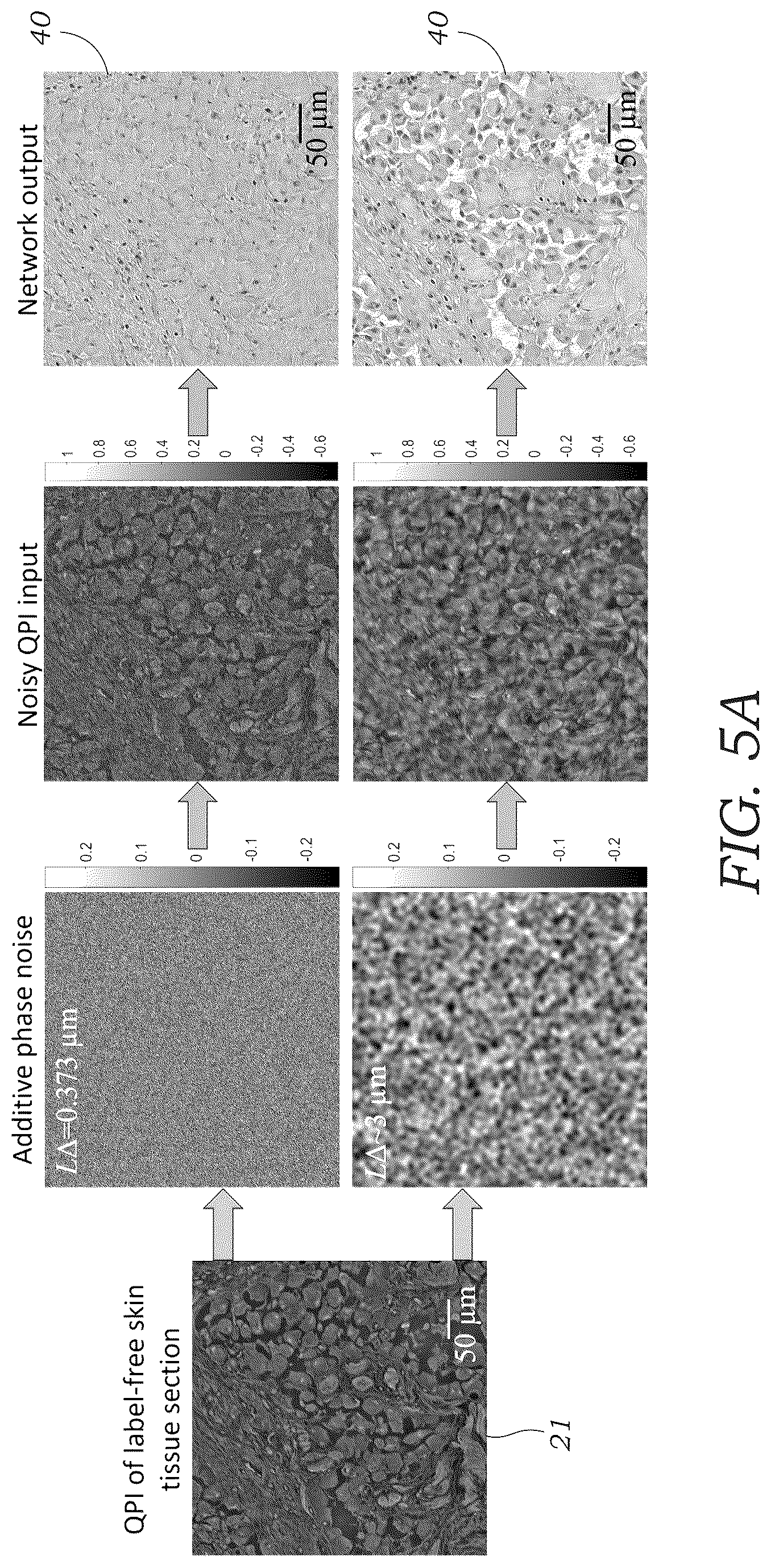 Patent US12106552 Figure 5 – Method and system for digital staining of label-free phase images using deep learning