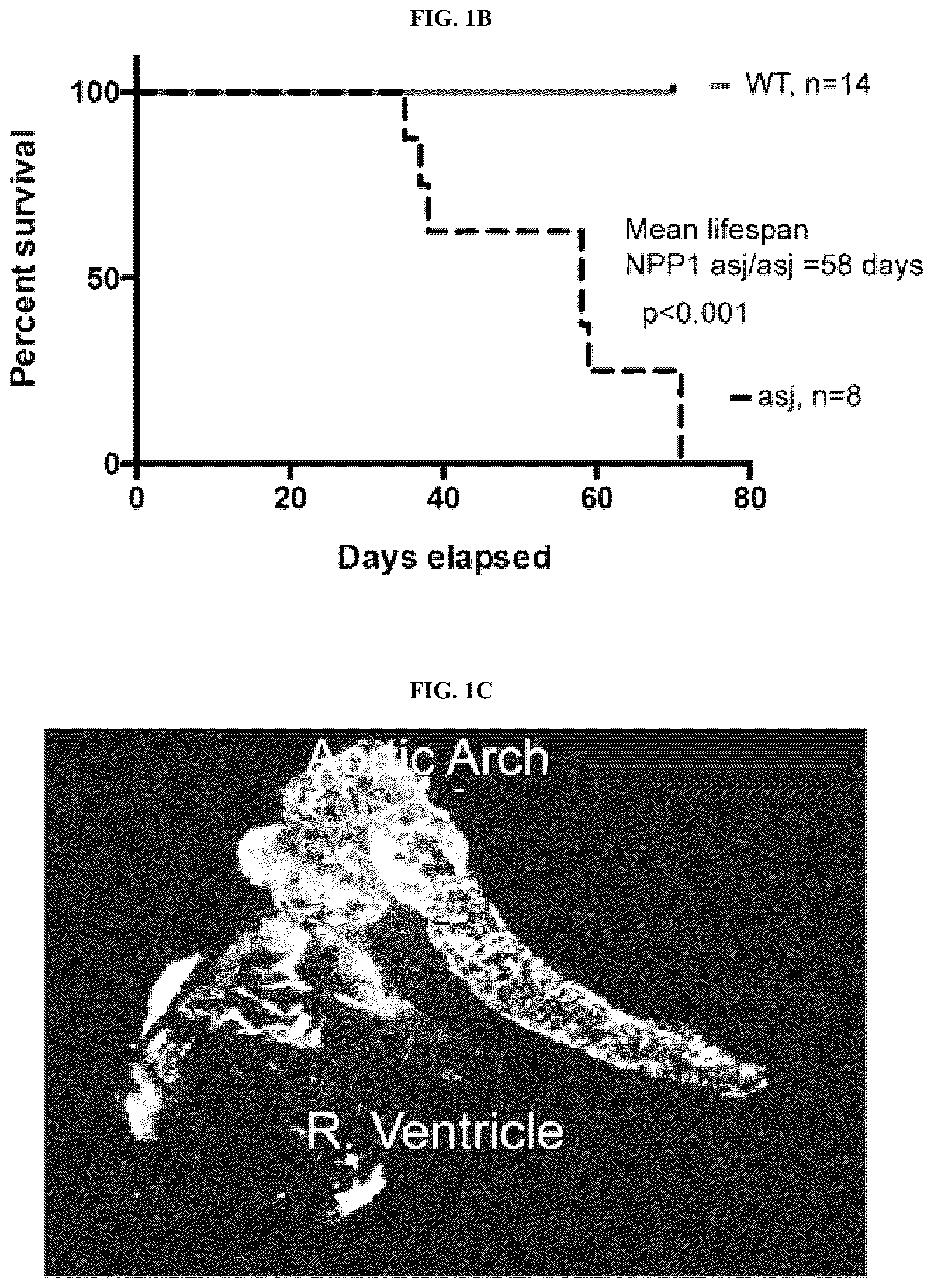 Patent US12128087 Figure 2 – Compositions for treating pathological calcification conditions, and methods using same