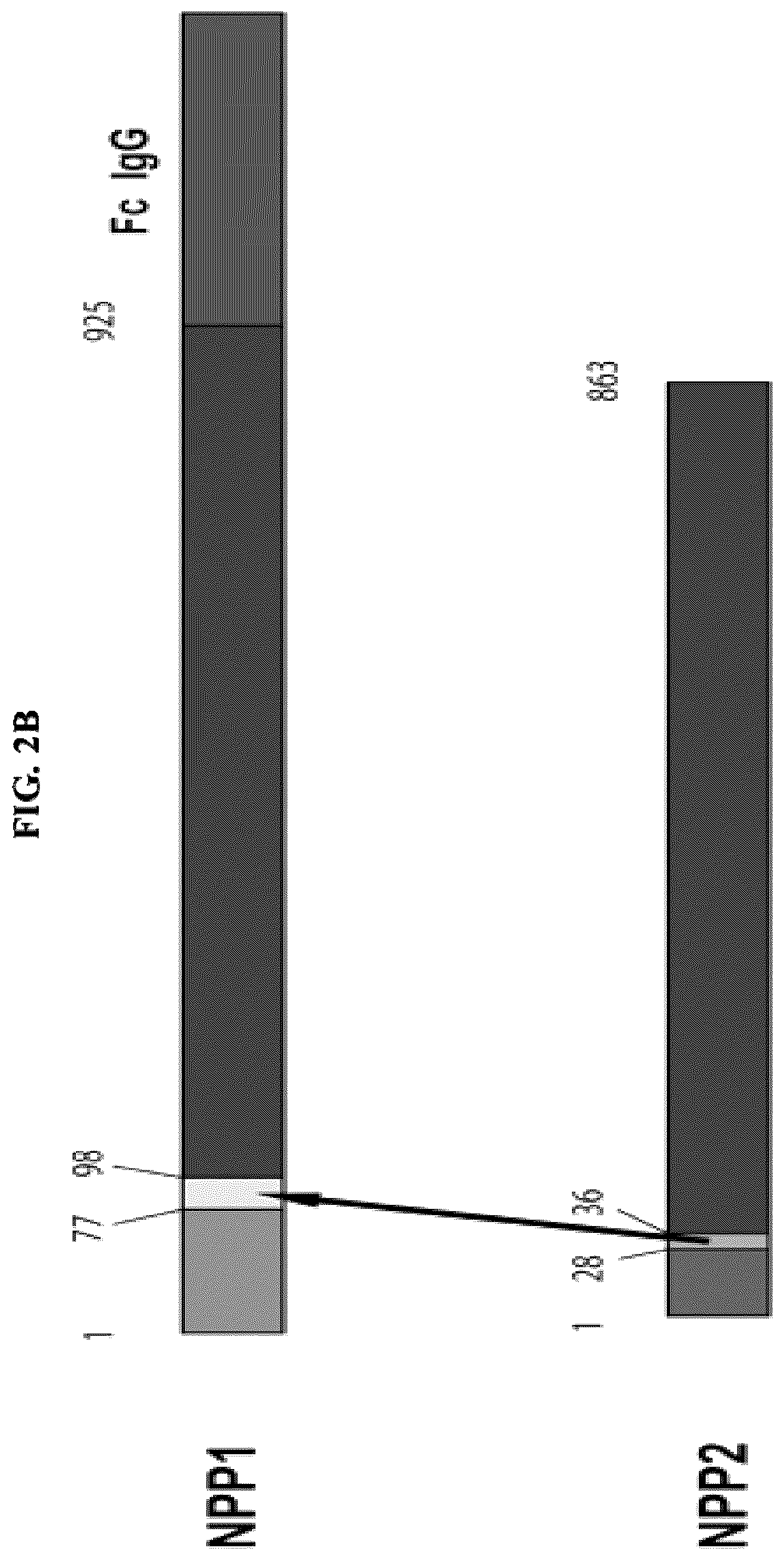 Patent US12128087 Figure 7 – Compositions for treating pathological calcification conditions, and methods using same