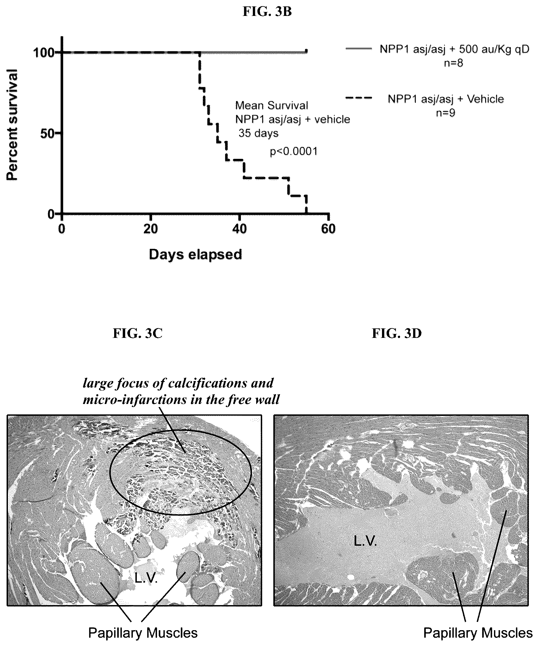 Patent US12128087 Figure 12 – Compositions for treating pathological calcification conditions, and methods using same