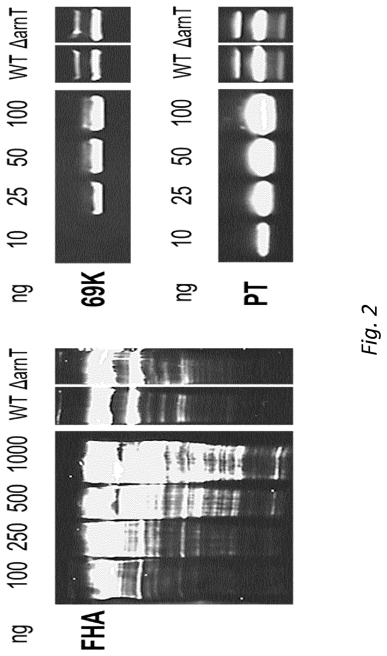 Patent US12128094 Figure 2 – Immunogenic compositions comprising OMVs, an acellular pertussis antigen, a tetanus toxoid and a diphtheria toxoid