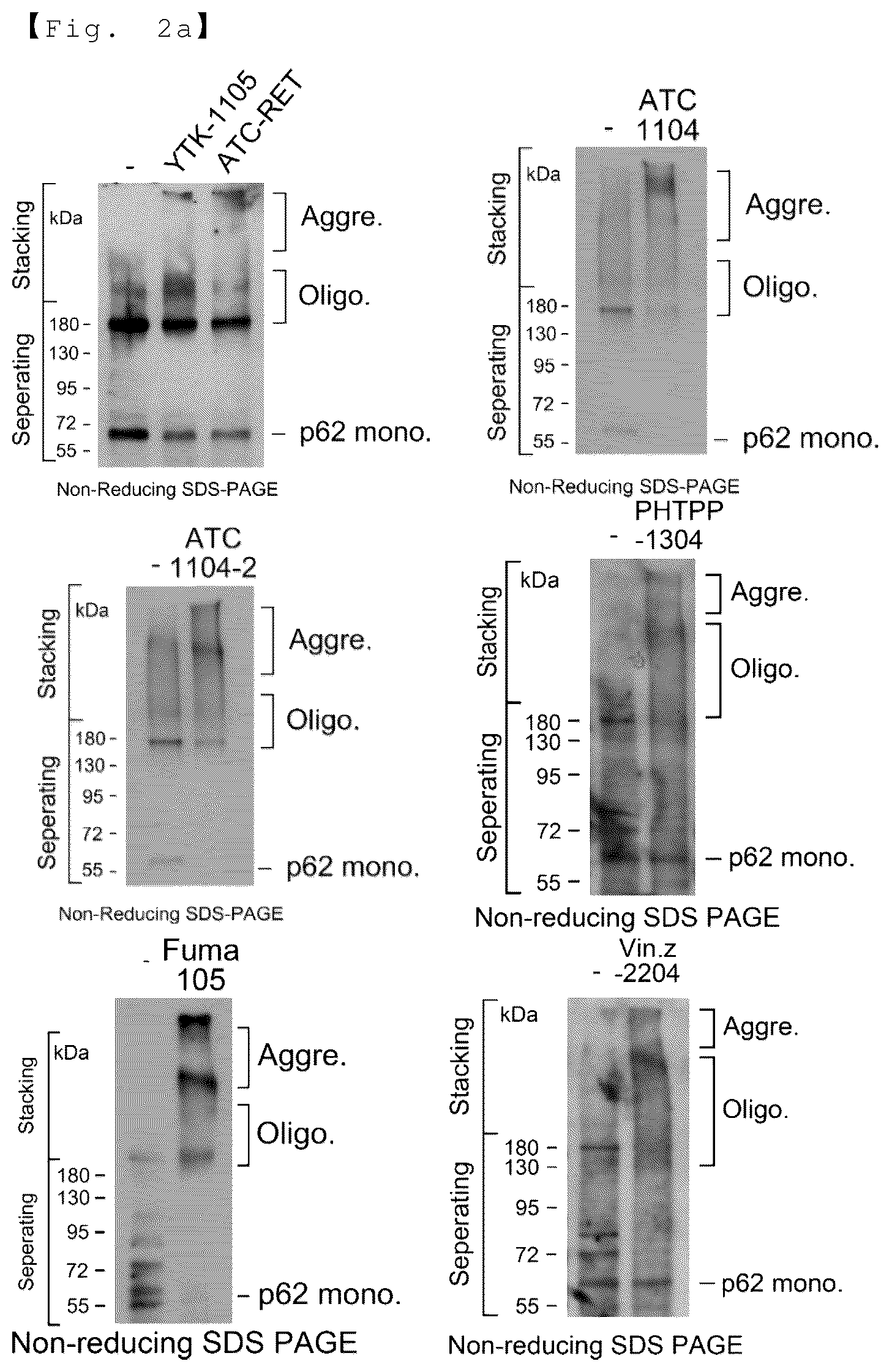 Patent US12129218 Figure 2 – AUTOTAC chimeric compound, and composition for preventing, ameliorating or treating diseases through targeted protein degradation comprising the same