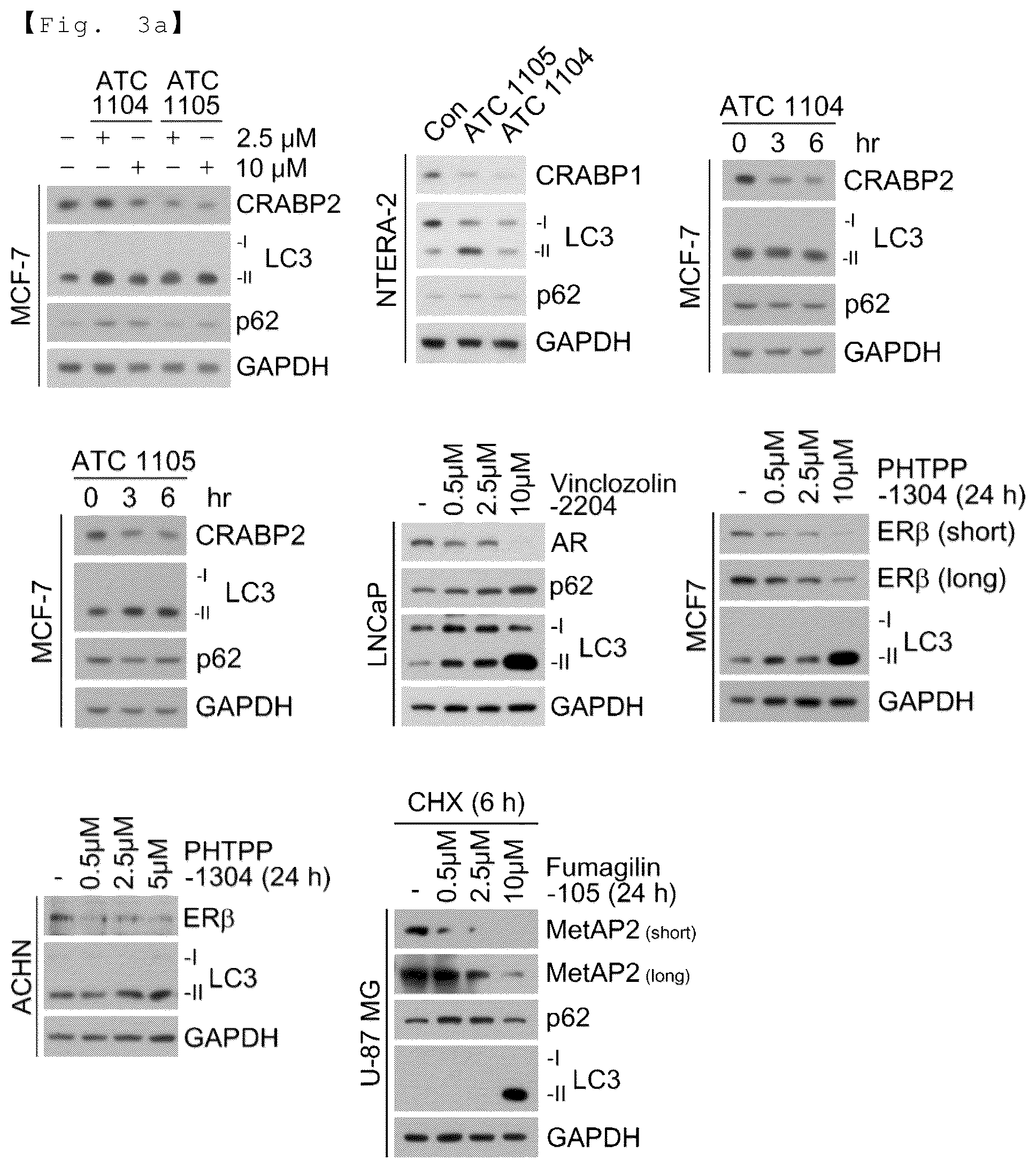 Patent US12129218 Figure 5 – AUTOTAC chimeric compound, and composition for preventing, ameliorating or treating diseases through targeted protein degradation comprising the same