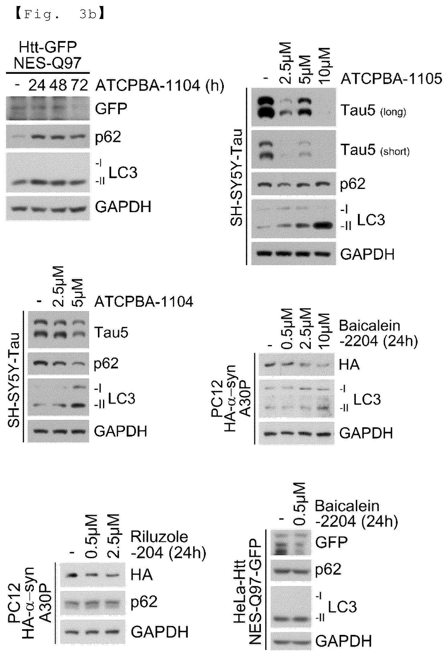 Patent US12129218 Figure 6 – AUTOTAC chimeric compound, and composition for preventing, ameliorating or treating diseases through targeted protein degradation comprising the same