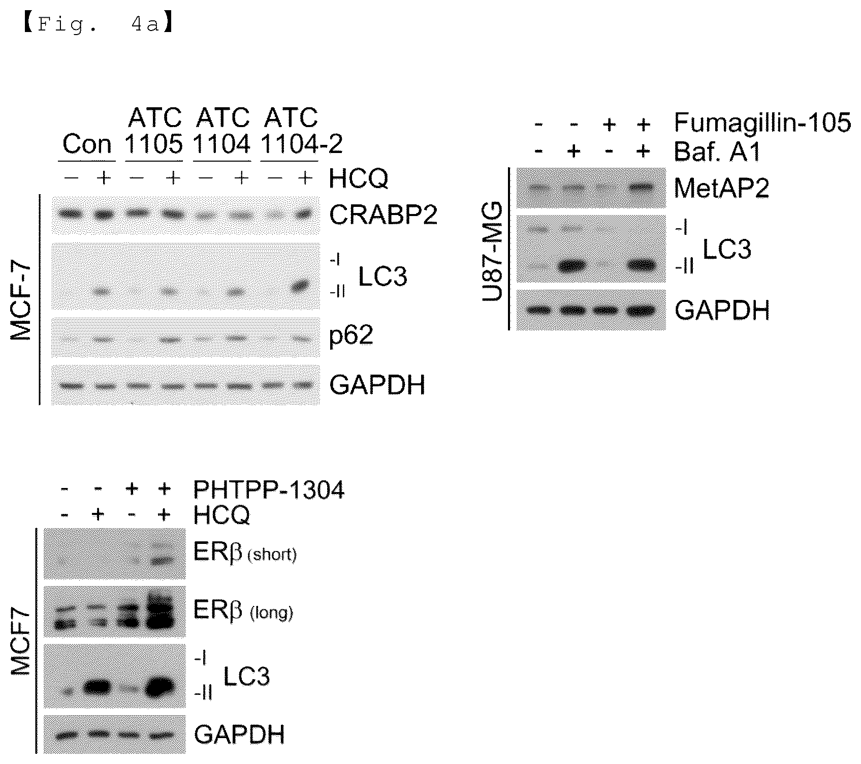 Patent US12129218 Figure 8 – AUTOTAC chimeric compound, and composition for preventing, ameliorating or treating diseases through targeted protein degradation comprising the same