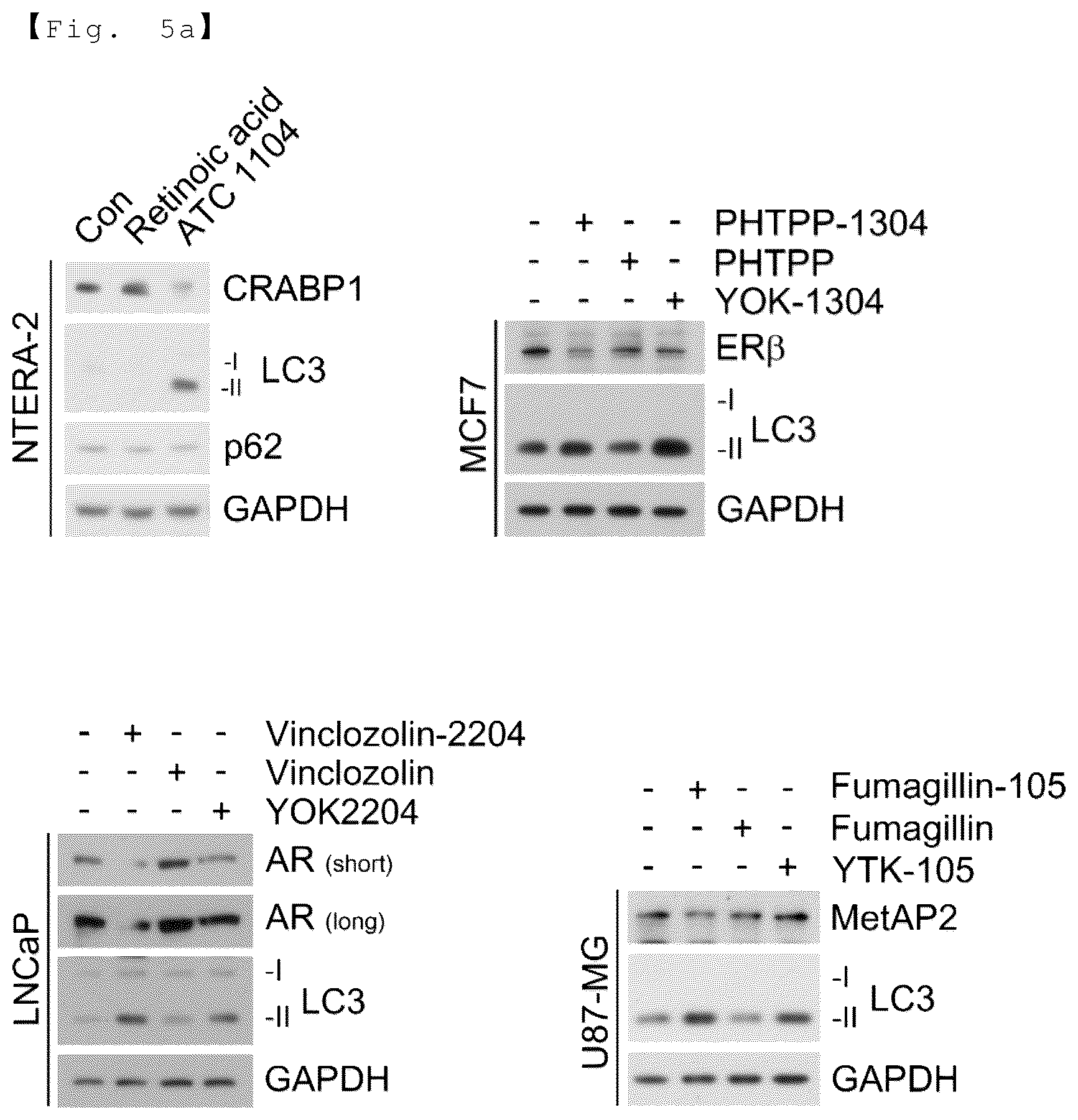 Patent US12129218 Figure 10 – AUTOTAC chimeric compound, and composition for preventing, ameliorating or treating diseases through targeted protein degradation comprising the same