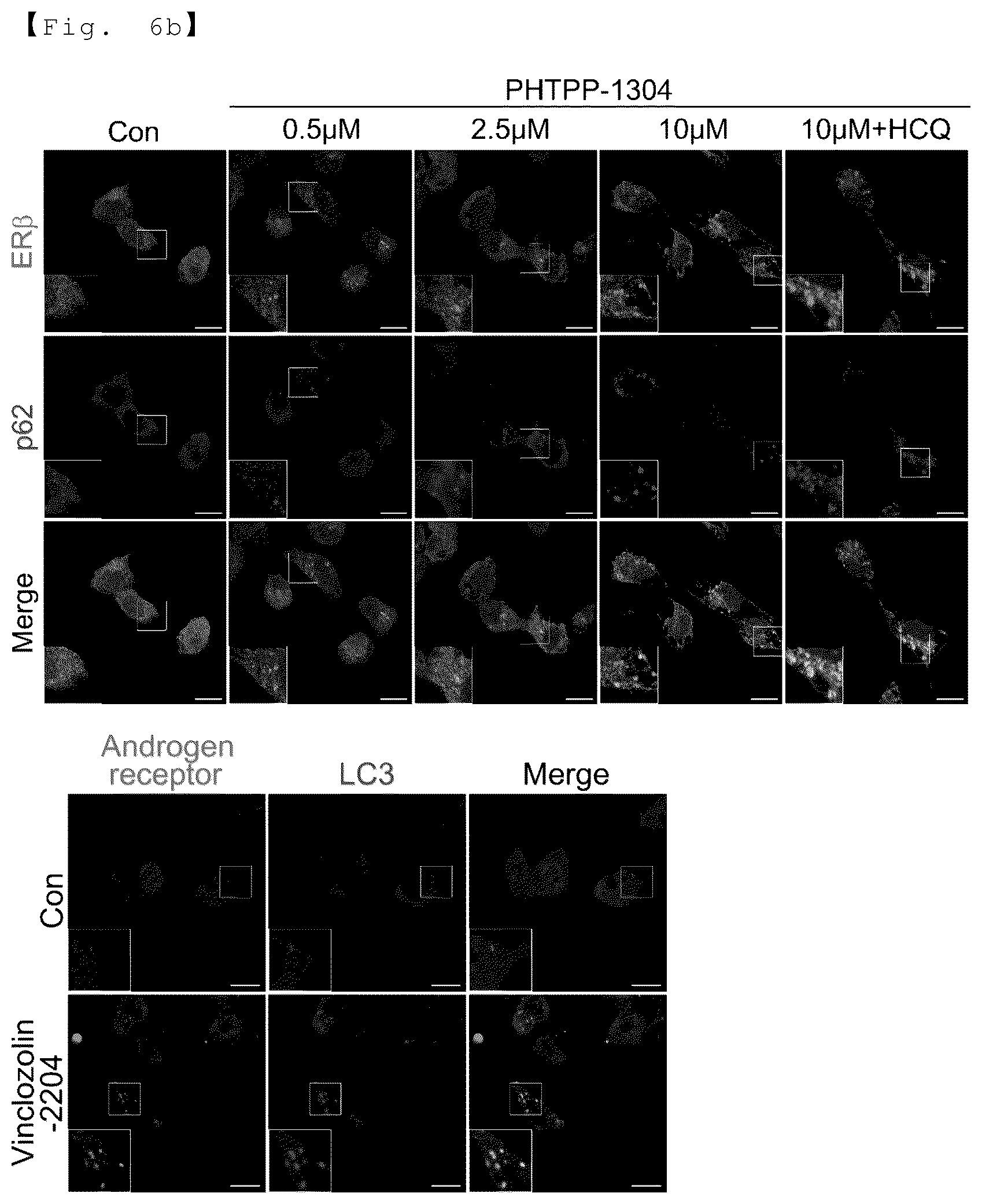 Patent US12129218 Figure 14 – AUTOTAC chimeric compound, and composition for preventing, ameliorating or treating diseases through targeted protein degradation comprising the same