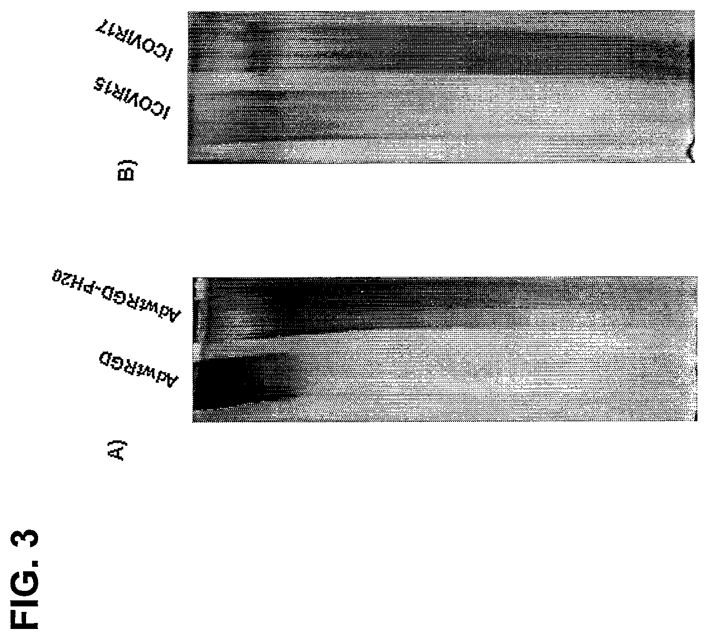 Patent US12129280 Figure 4 – Oncolytic adenoviruses for treating cancer