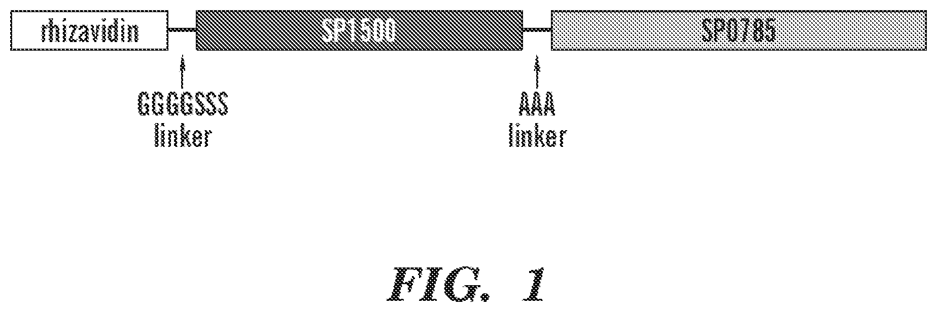 Patent US12129283 Figure 1 – Pneumococcal fusion protein vaccines