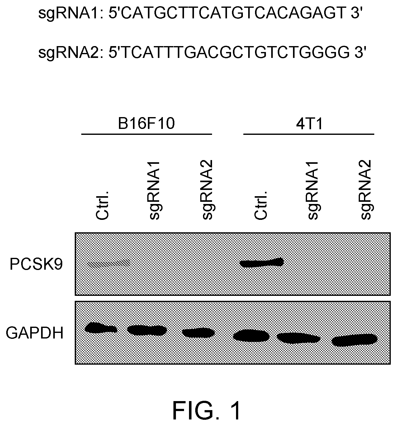 Patent US12129284 Figure 1 – Compositions and methods for the treatment of cancer characterized with PCSK9 expression