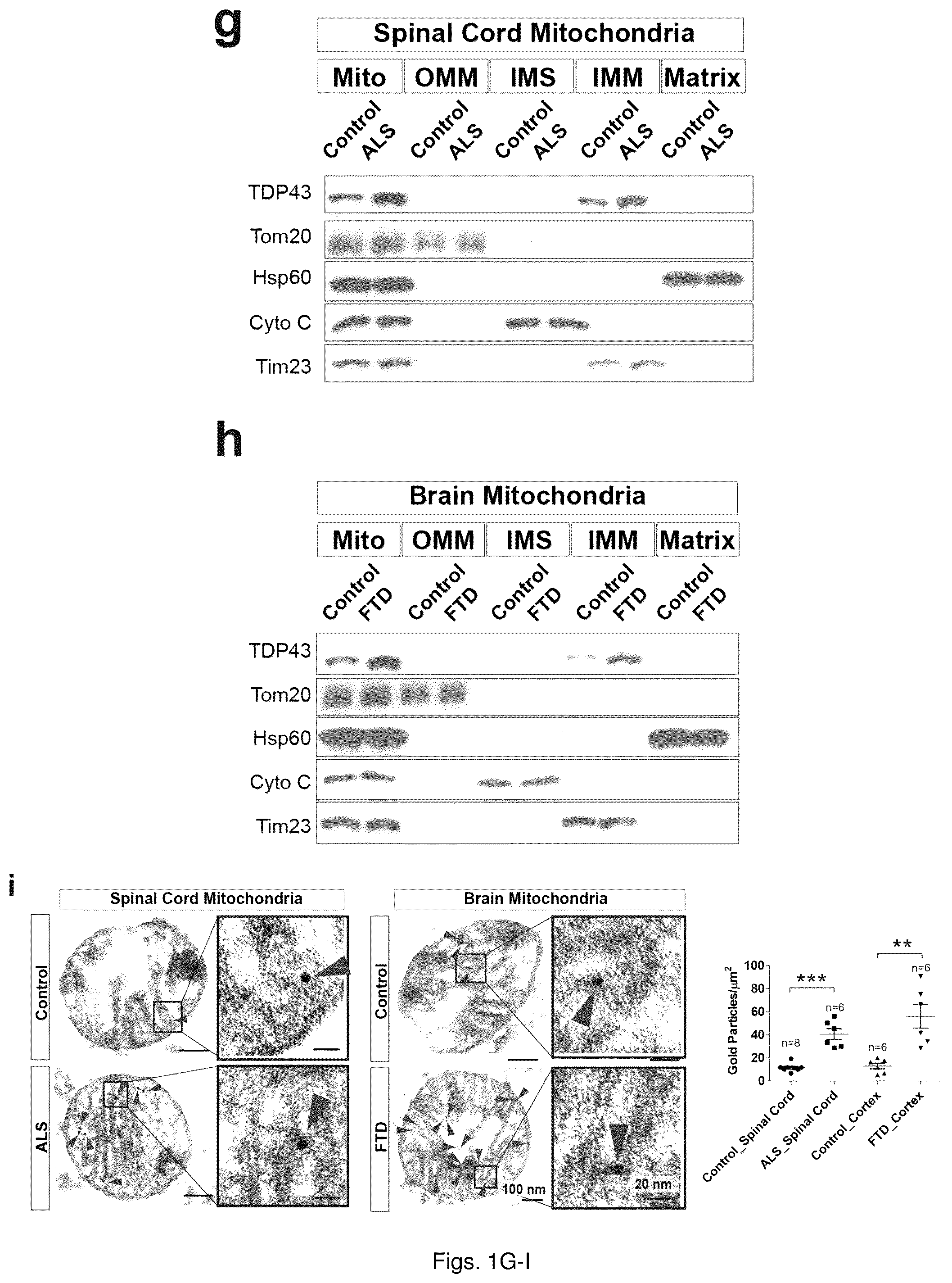 Patent US12129285 Figure 3 – TDP-43 mitochondrial localization inhibitor for the treatment of neurogenerative disease