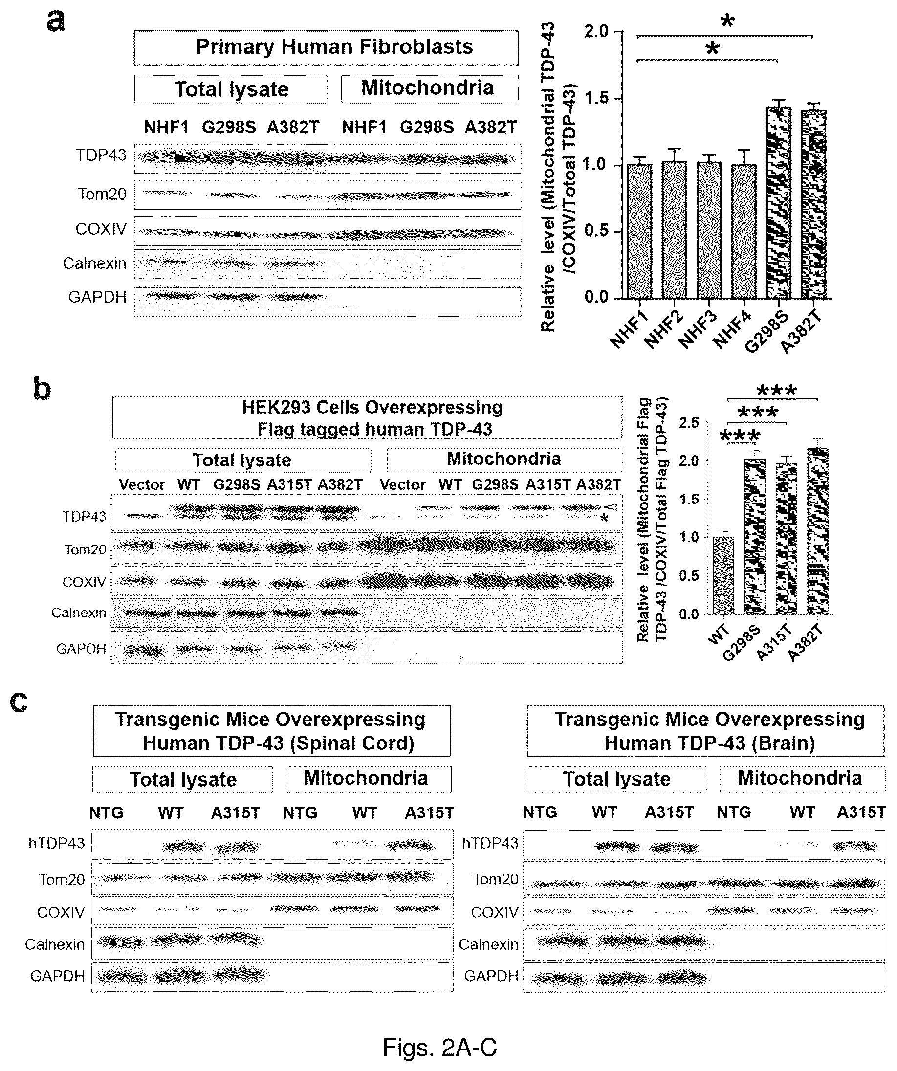 Patent US12129285 Figure 4 – TDP-43 mitochondrial localization inhibitor for the treatment of neurogenerative disease
