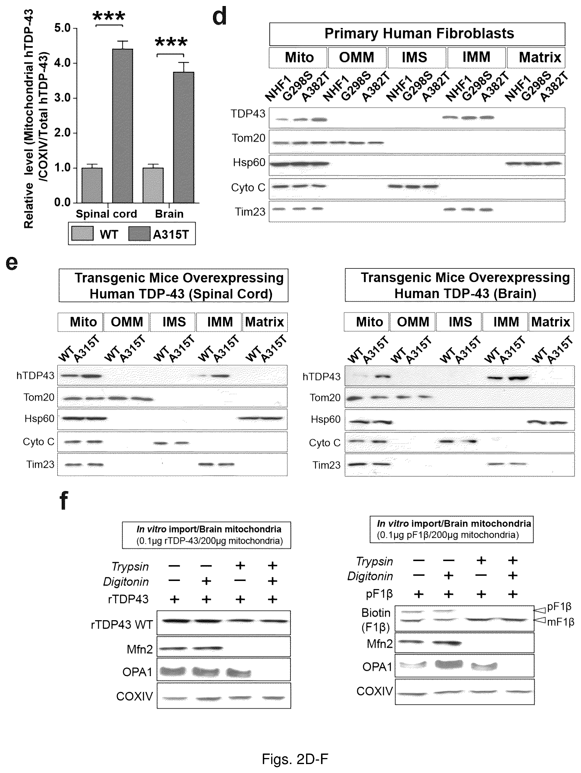 Patent US12129285 Figure 5 – TDP-43 mitochondrial localization inhibitor for the treatment of neurogenerative disease