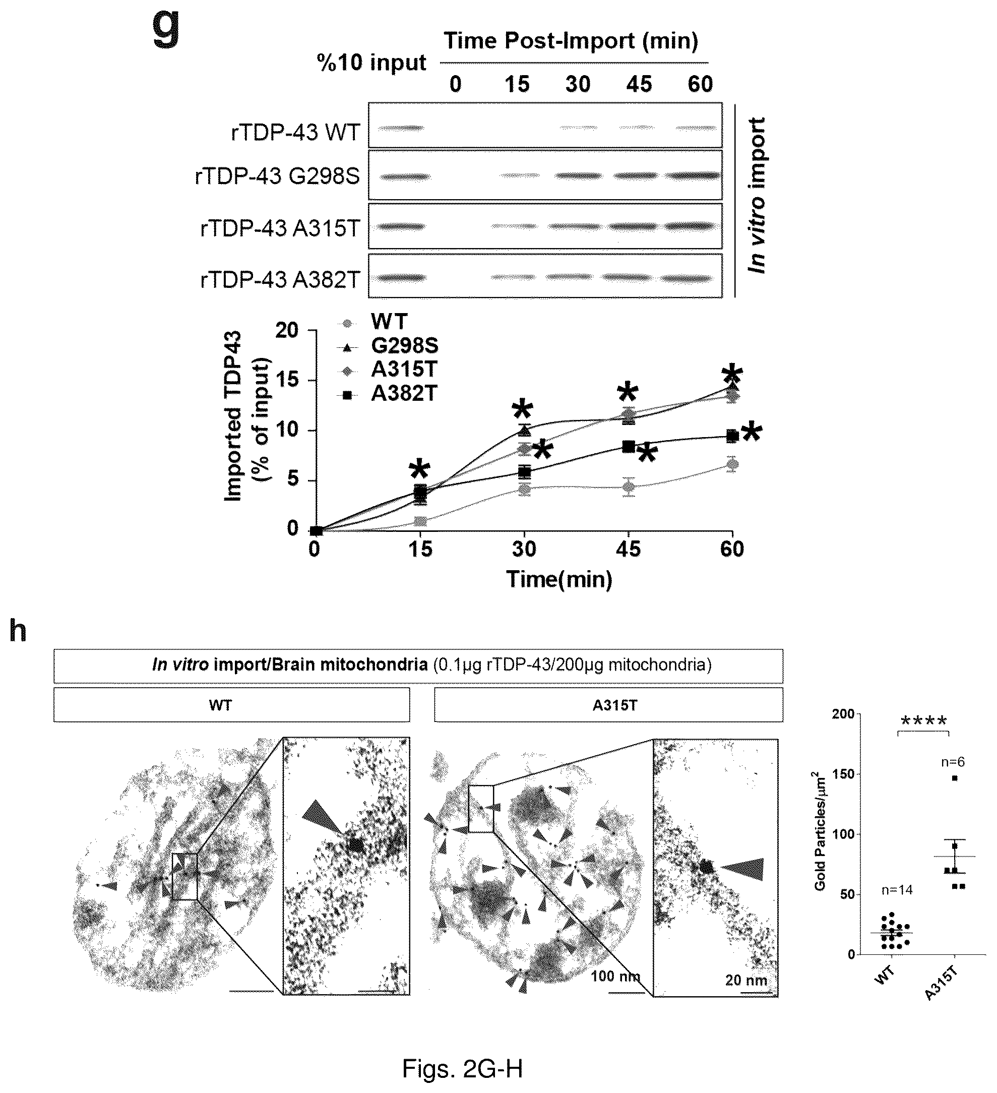 Patent US12129285 Figure 6 – TDP-43 mitochondrial localization inhibitor for the treatment of neurogenerative disease