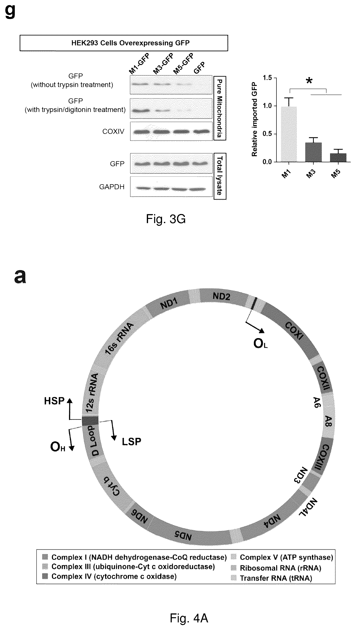 Patent US12129285 Figure 9 – TDP-43 mitochondrial localization inhibitor for the treatment of neurogenerative disease