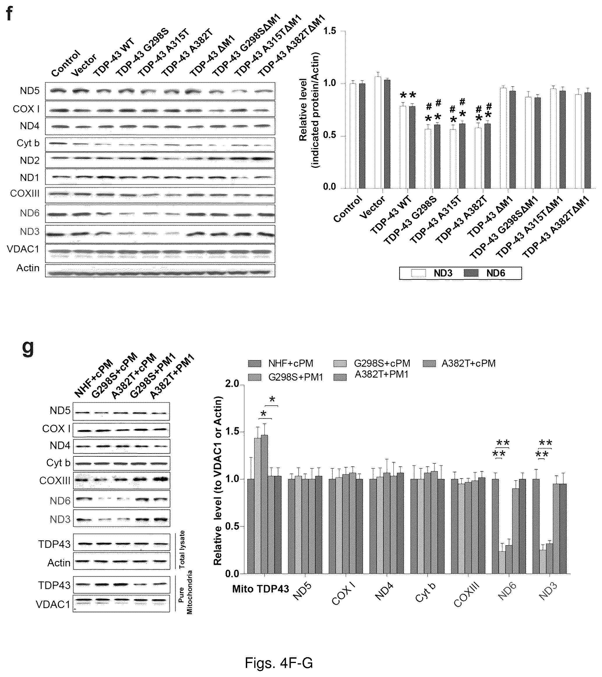 Patent US12129285 Figure 12 – TDP-43 mitochondrial localization inhibitor for the treatment of neurogenerative disease